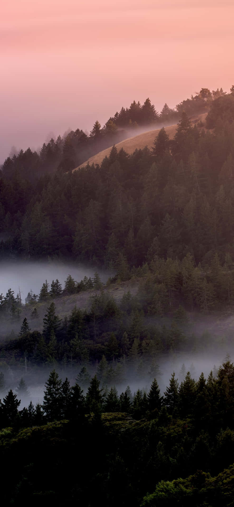 Misty Pine Forestat Dusk Wallpaper