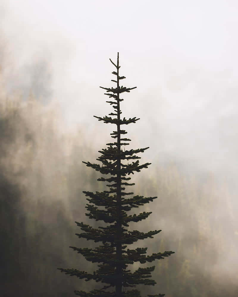 Misty Pine Silhouette.jpg Wallpaper
