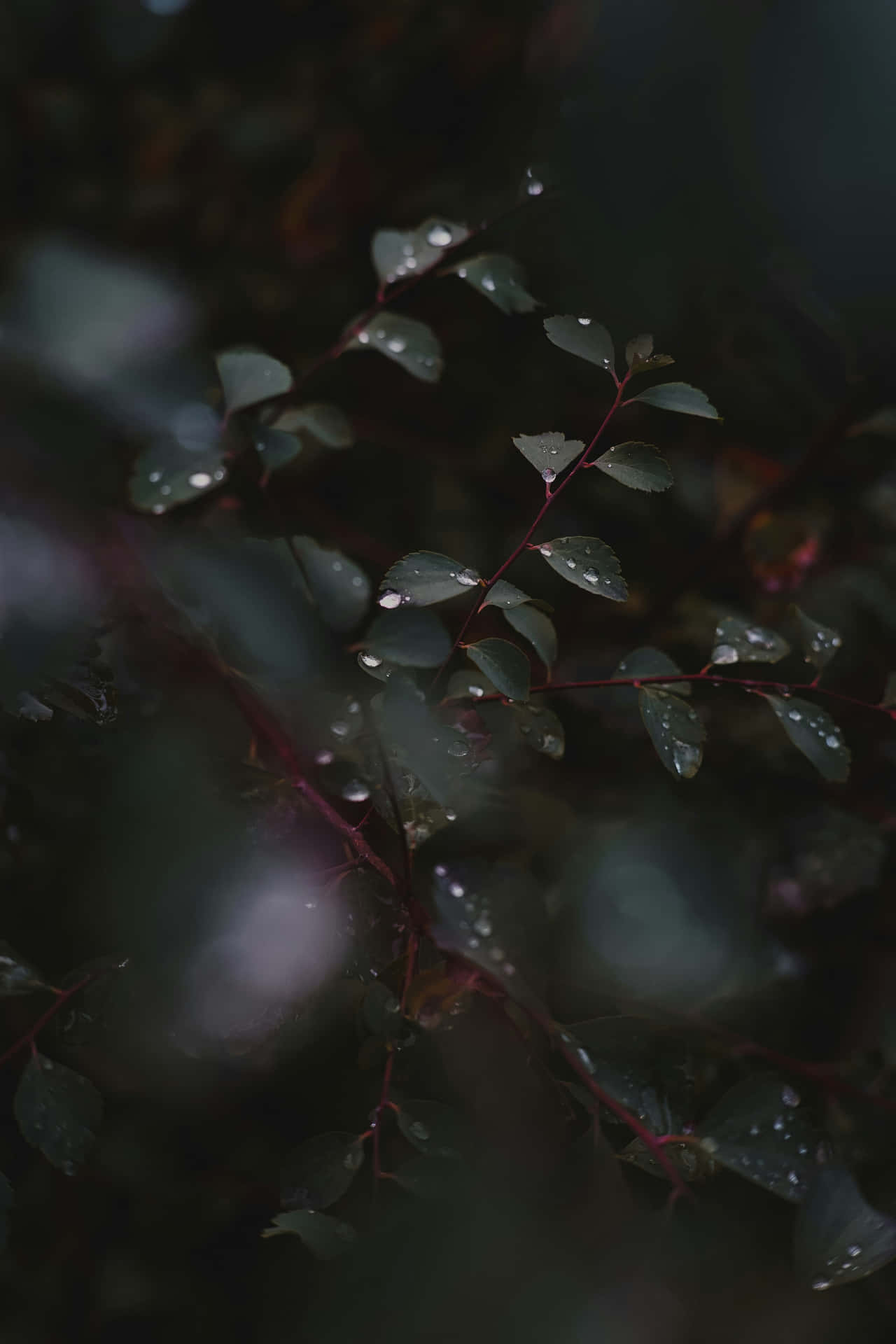 Misty Rain Dropletson Leaves Wallpaper