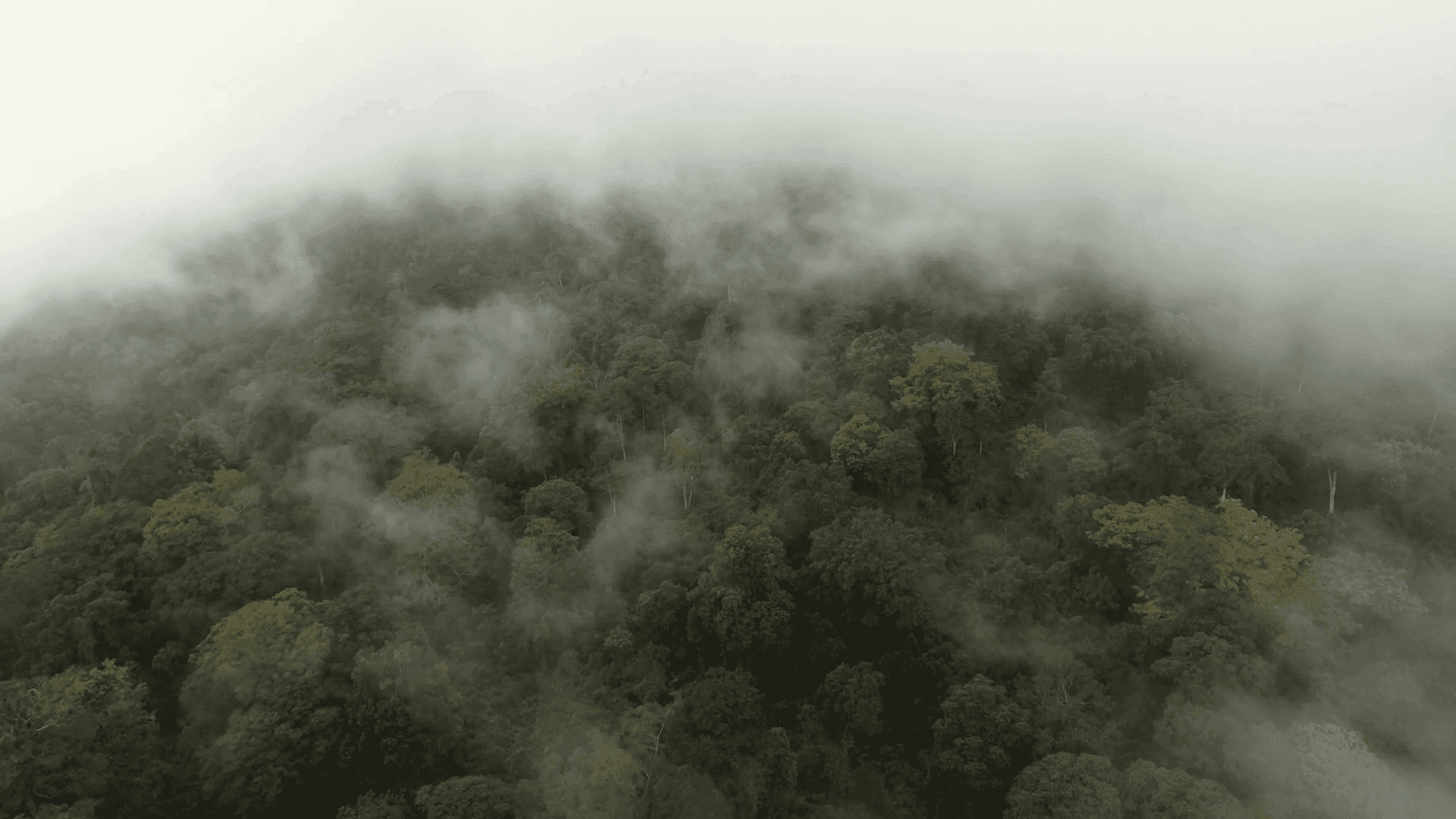 Misty Rainforest Canopy