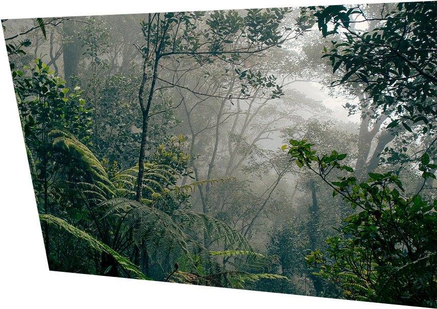 Misty Rainforest Canopy PNG