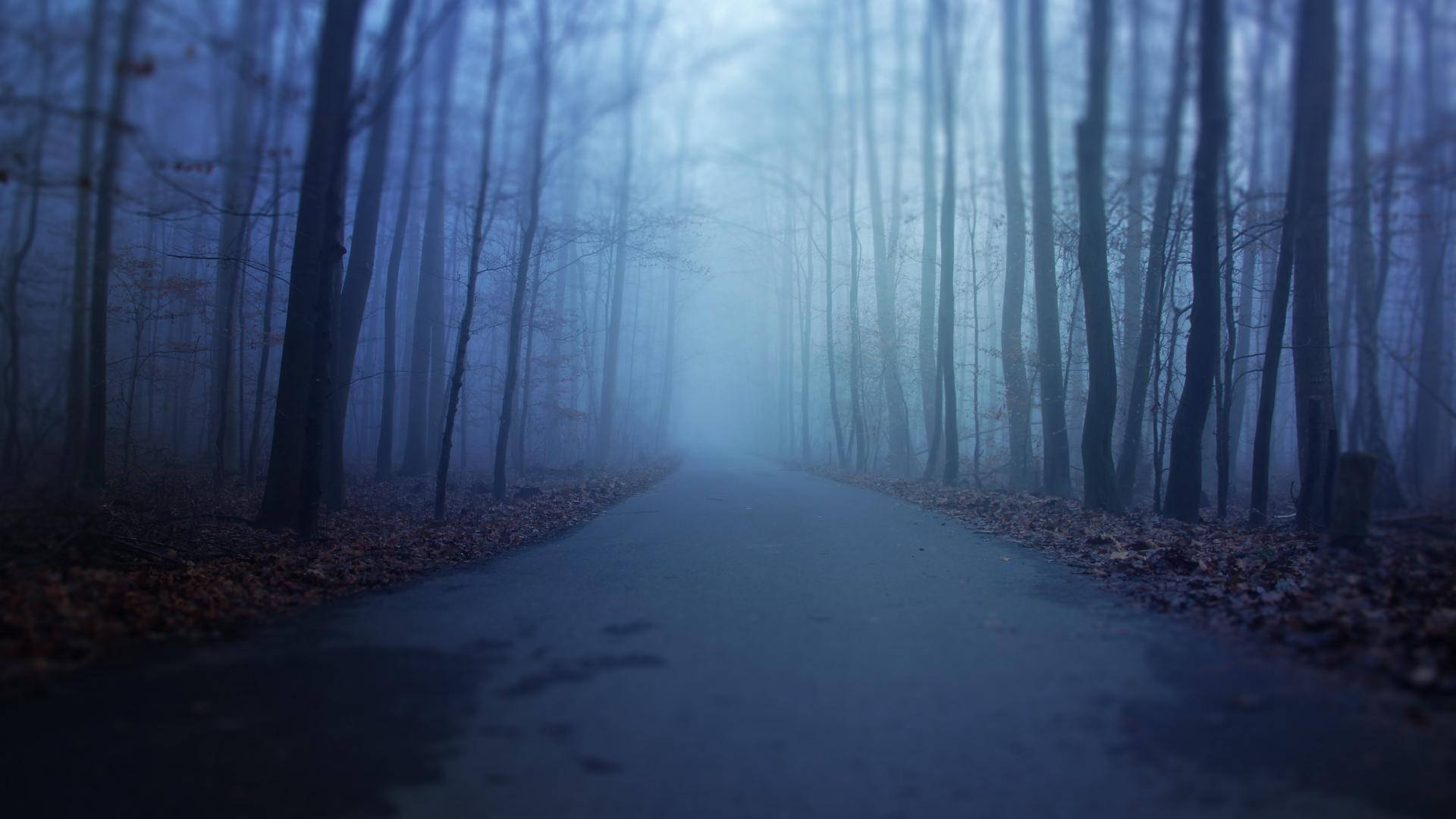 Misty Road Forest Scary Wallpaper