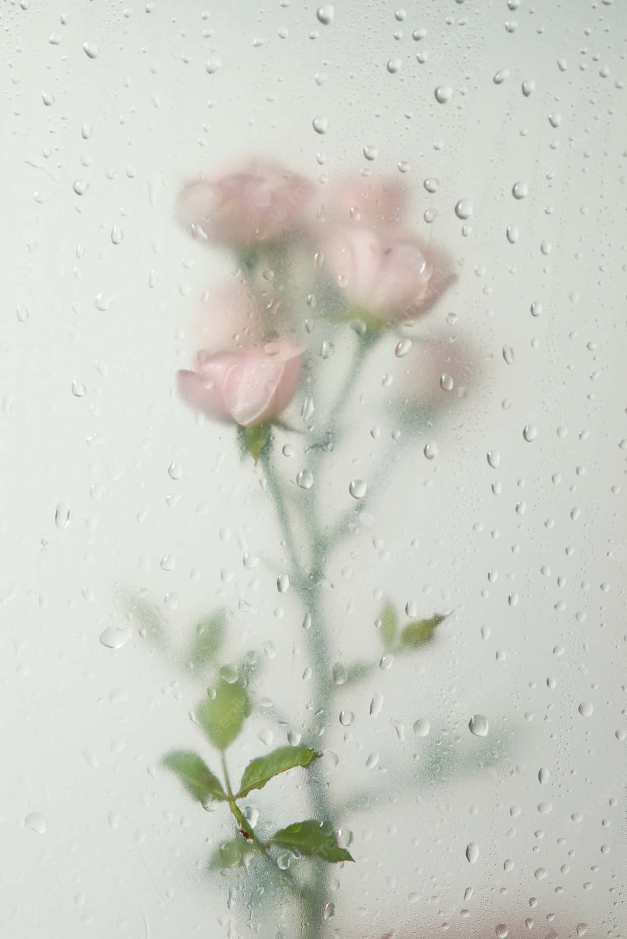Misty_ Rose_ Behind_ Water_ Droplets.jpg Wallpaper