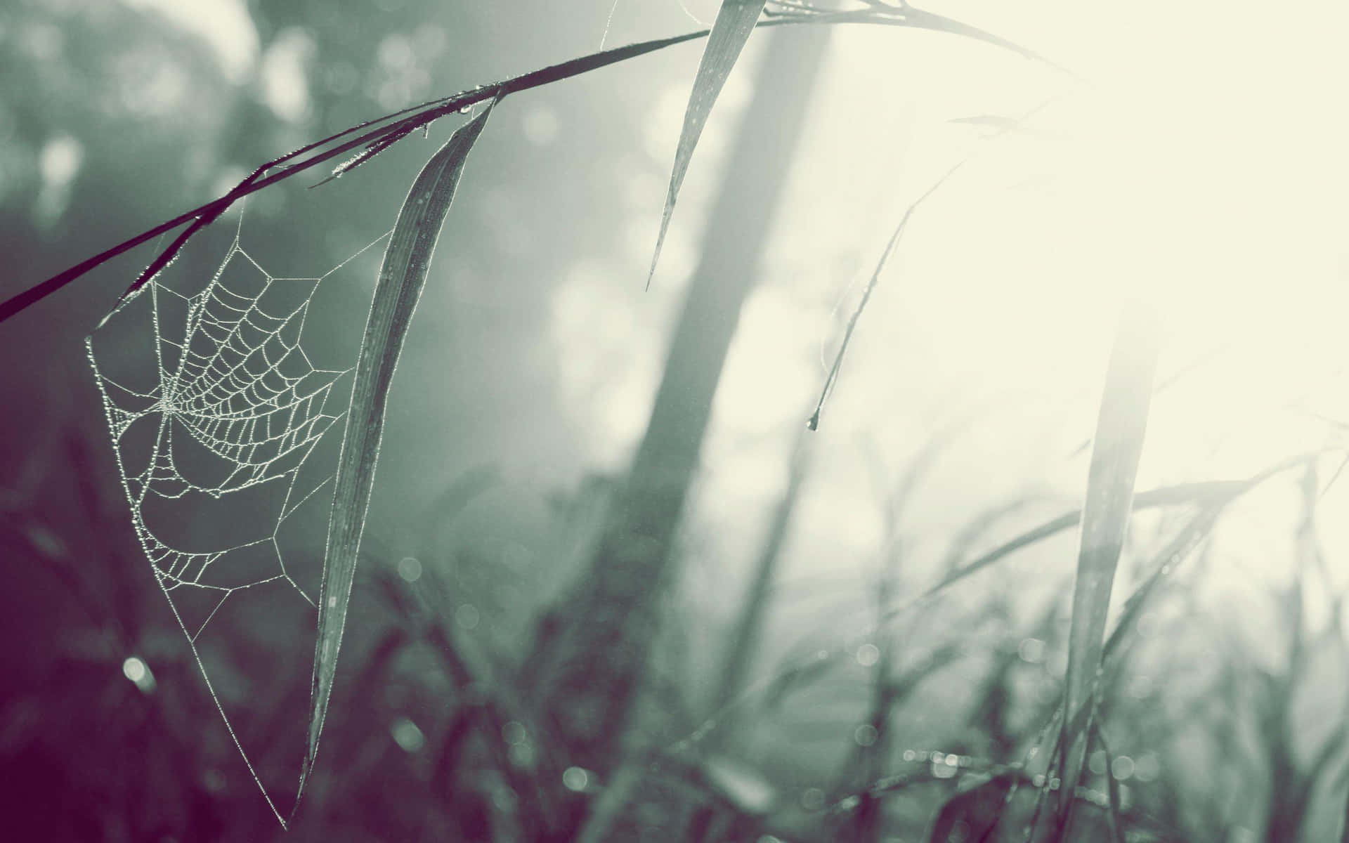 Misty Spiderweb Morning Wallpaper