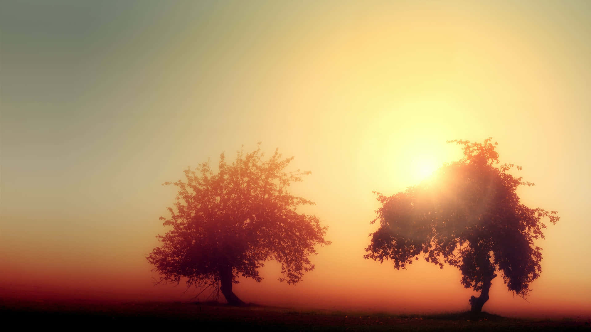 Misty Sunrise Trees.jpg Wallpaper