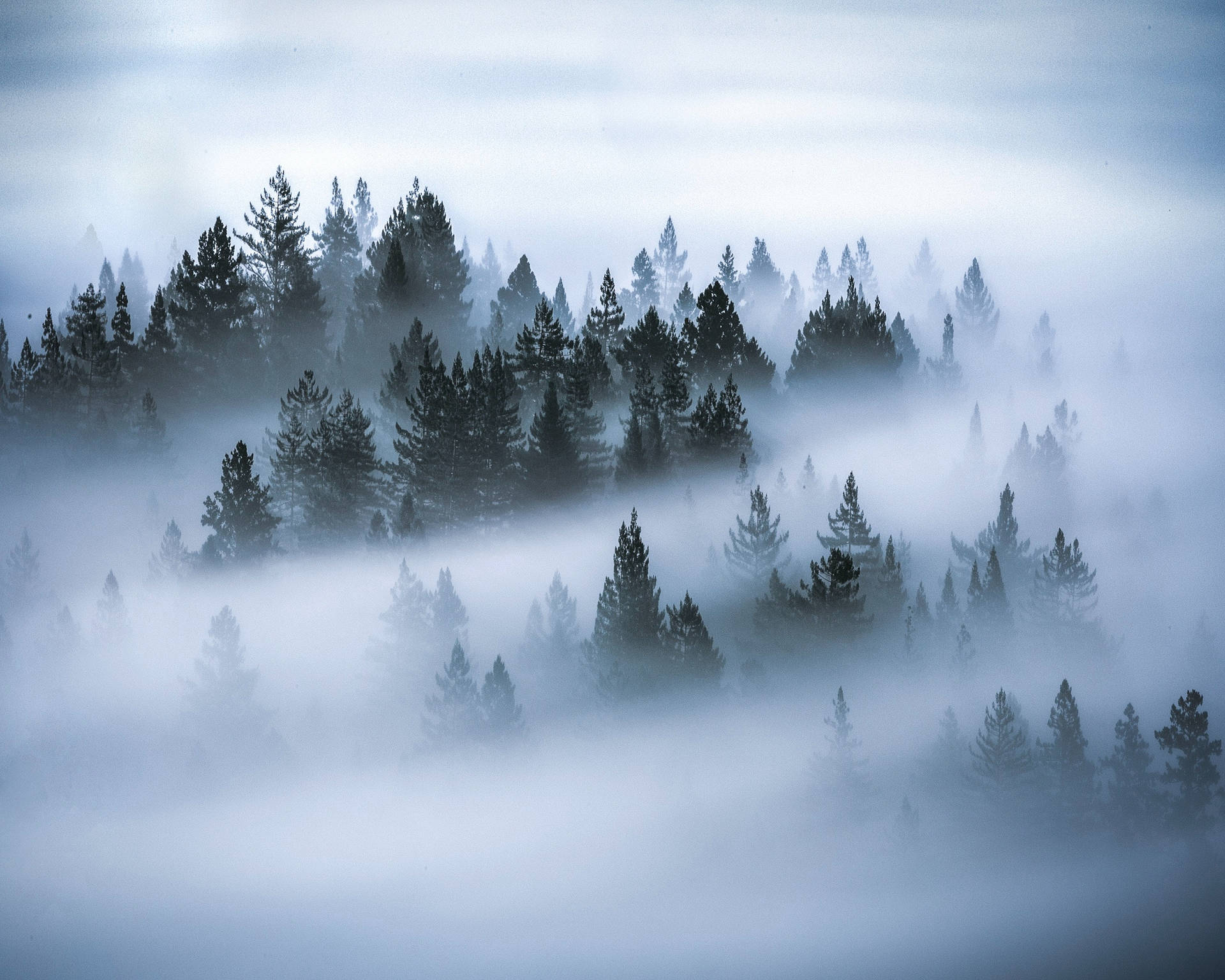 Misty Trees Desktop Computer Wallpaper