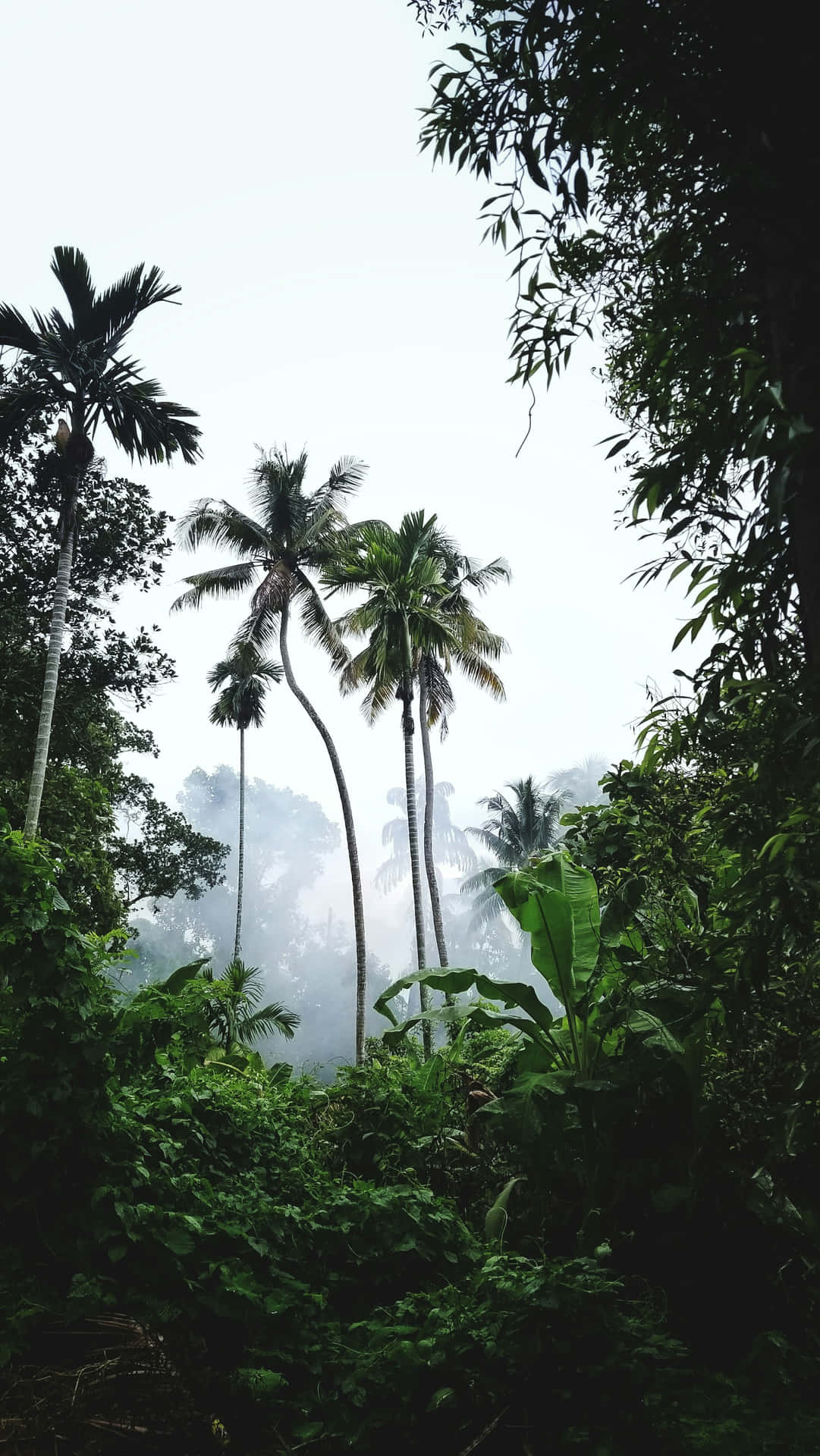 Misty_ Tropical_ Jungle_ Scene.jpg Wallpaper