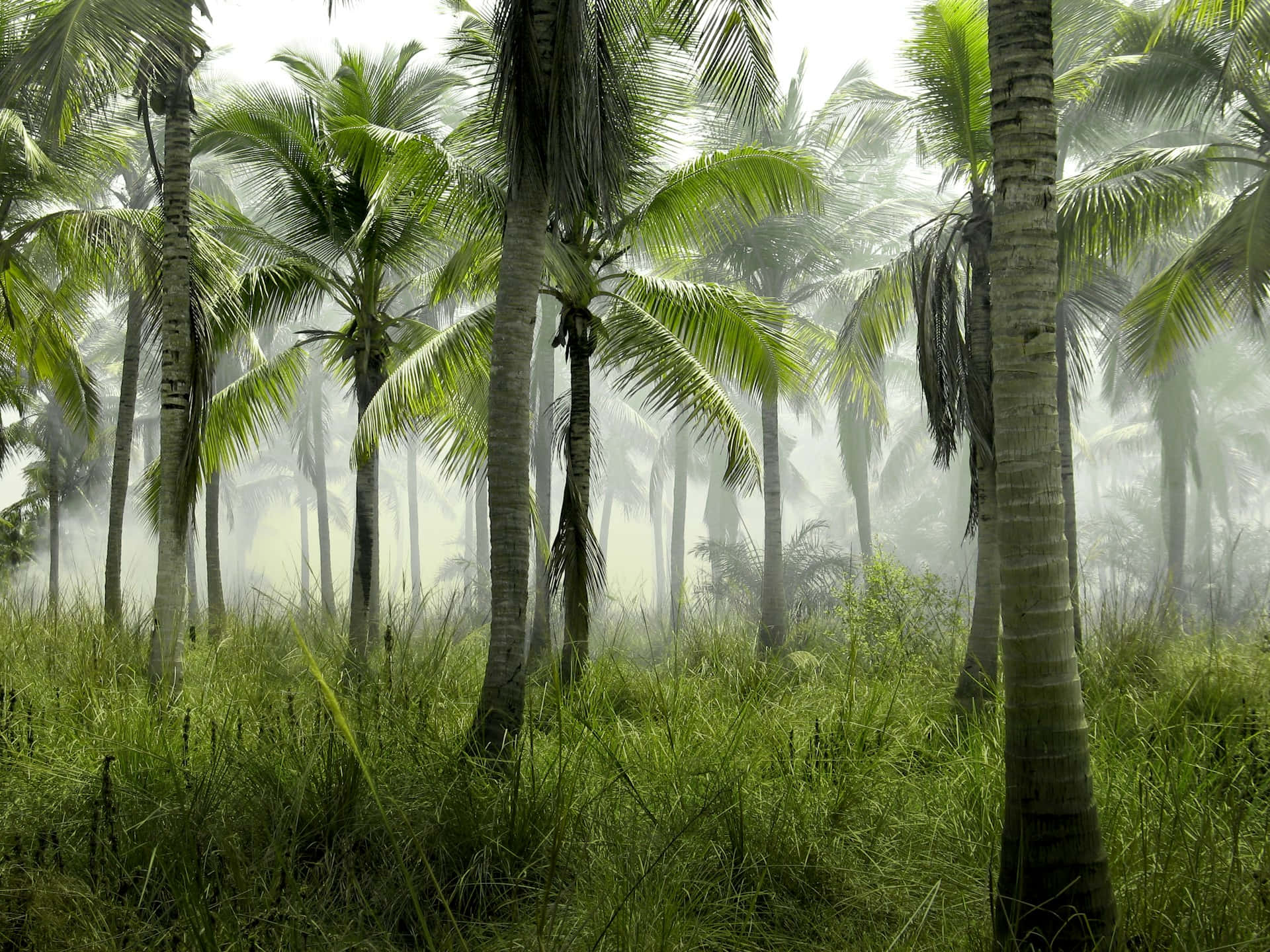 Misty_ Tropical_ Palm_ Forest.jpg Wallpaper