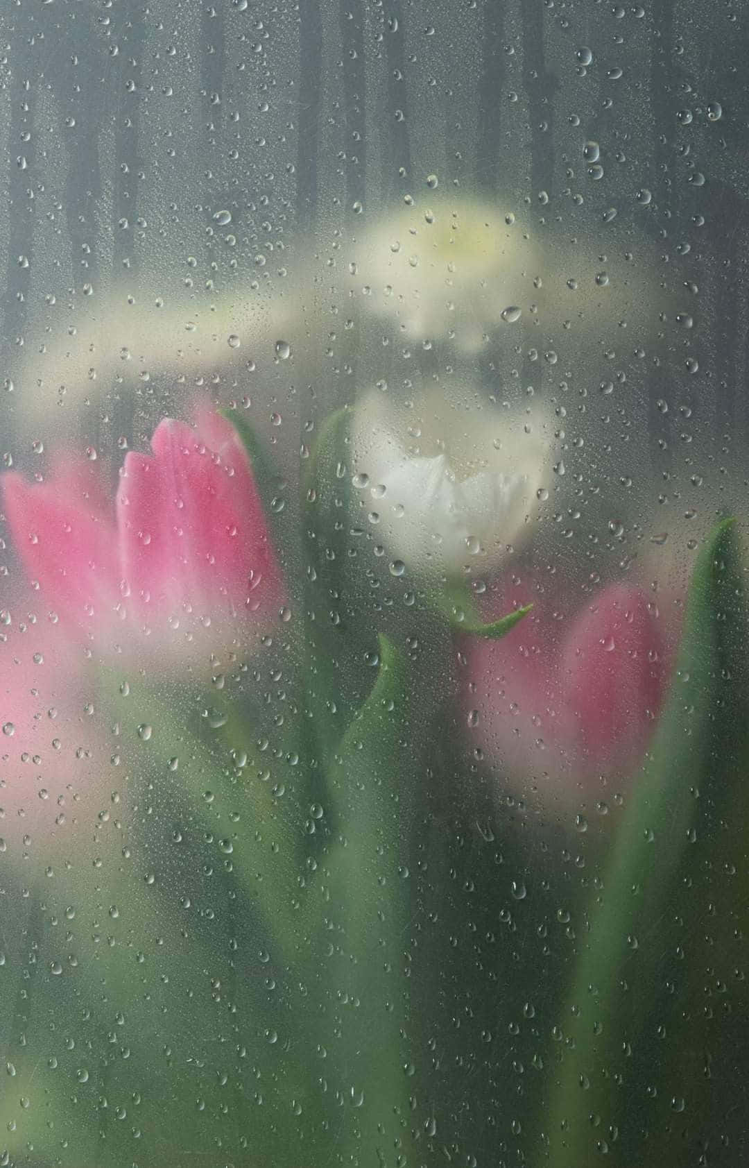 Misty_ Tulips_ Behind_ Wet_ Glass.jpg Wallpaper