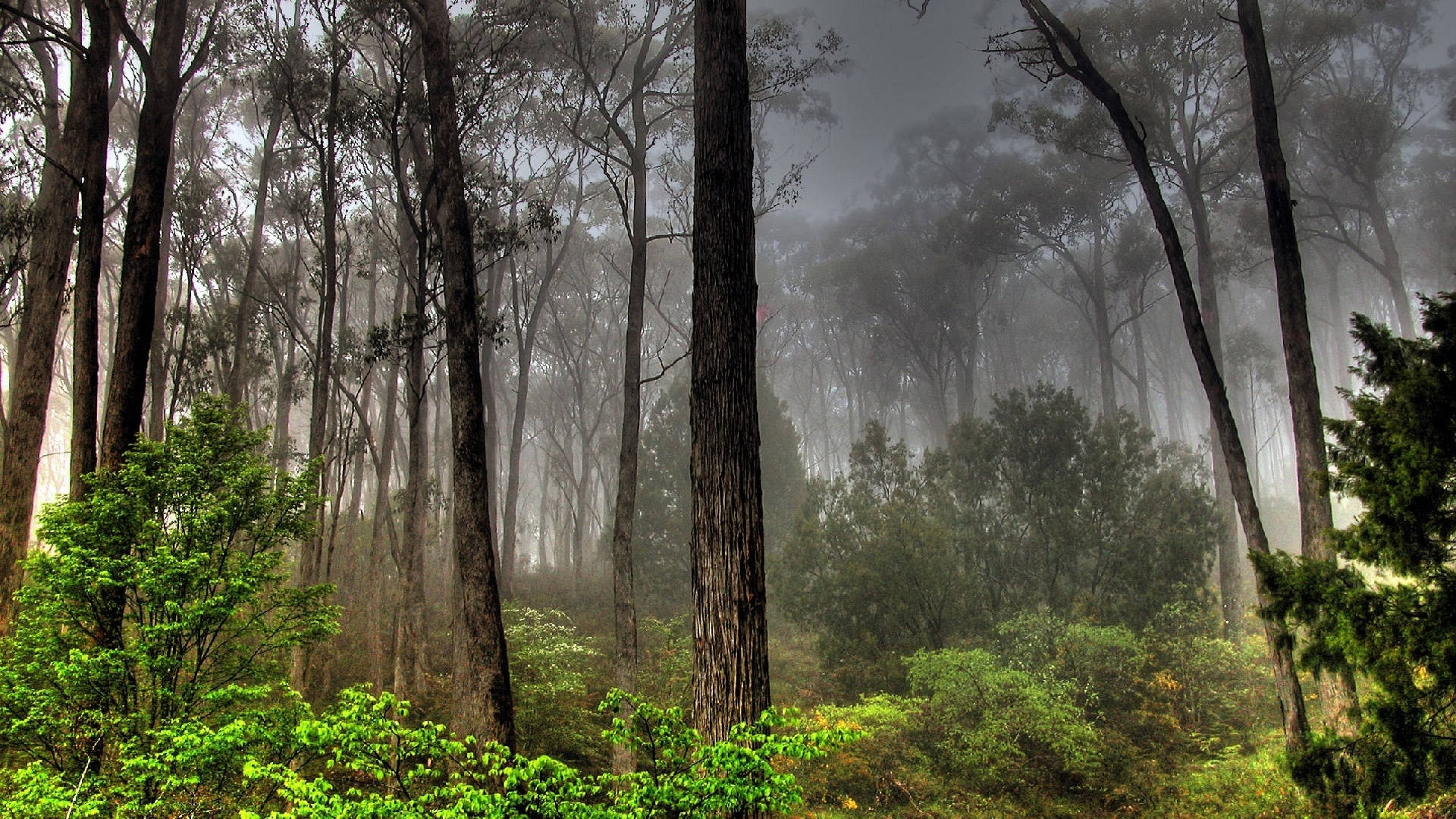 Blickauf Nebligen Wald Bei Schlechtem Wetter Wallpaper