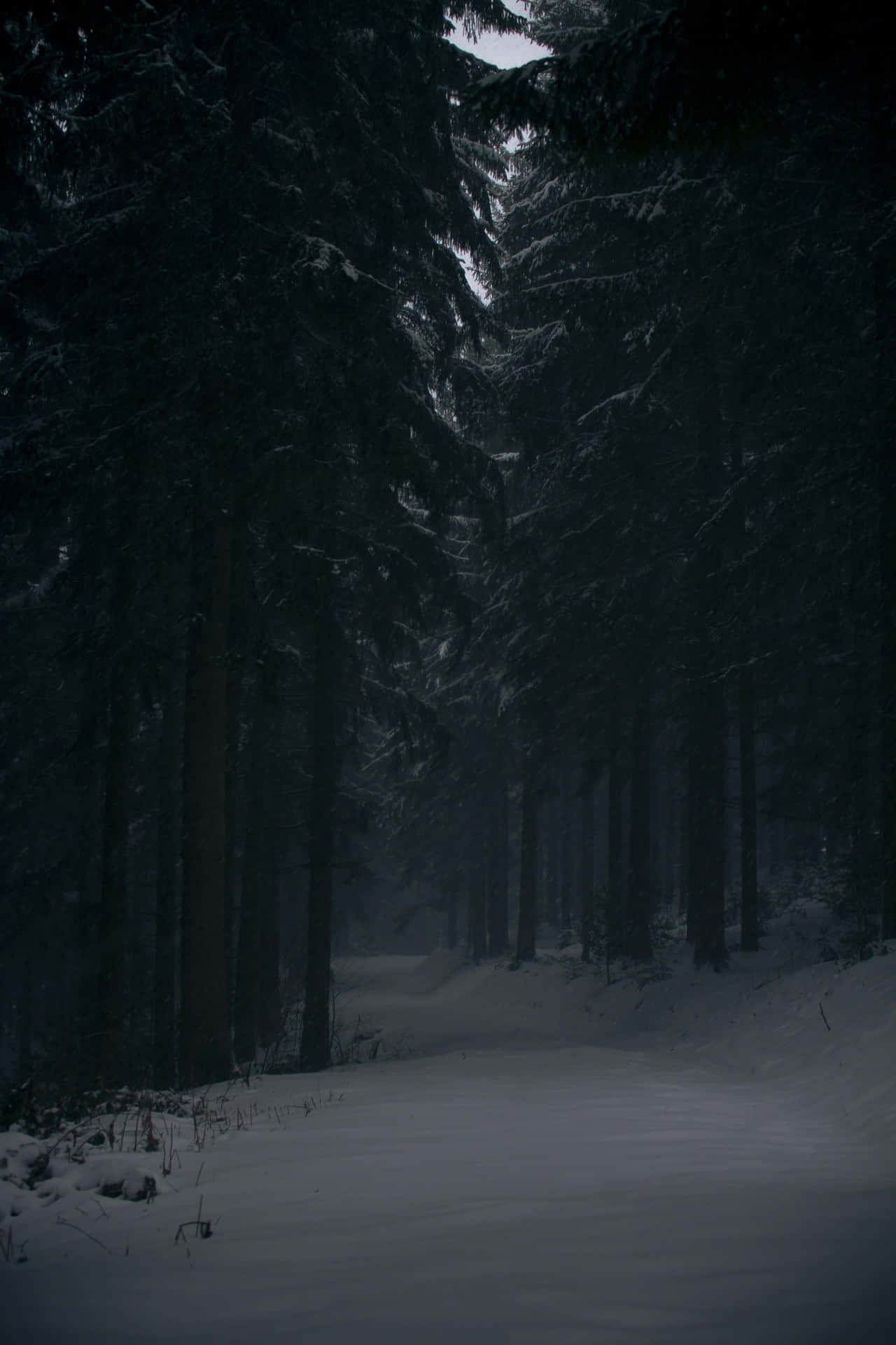 Misty Winter Forest Path.jpg Wallpaper