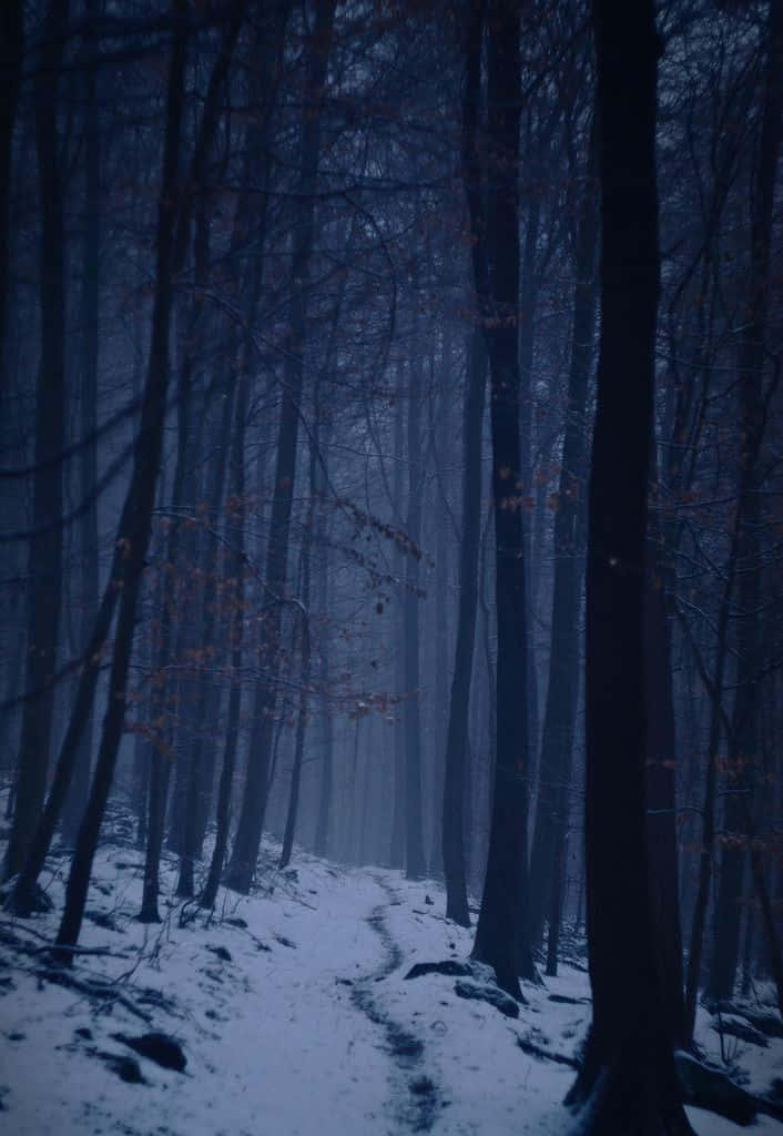 Tåket Vinter Skogsti.jpg Bakgrunnsbildet