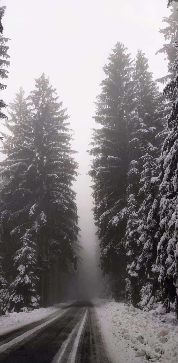 Tåket Vinter Skogvei.jpg Bakgrunnsbildet