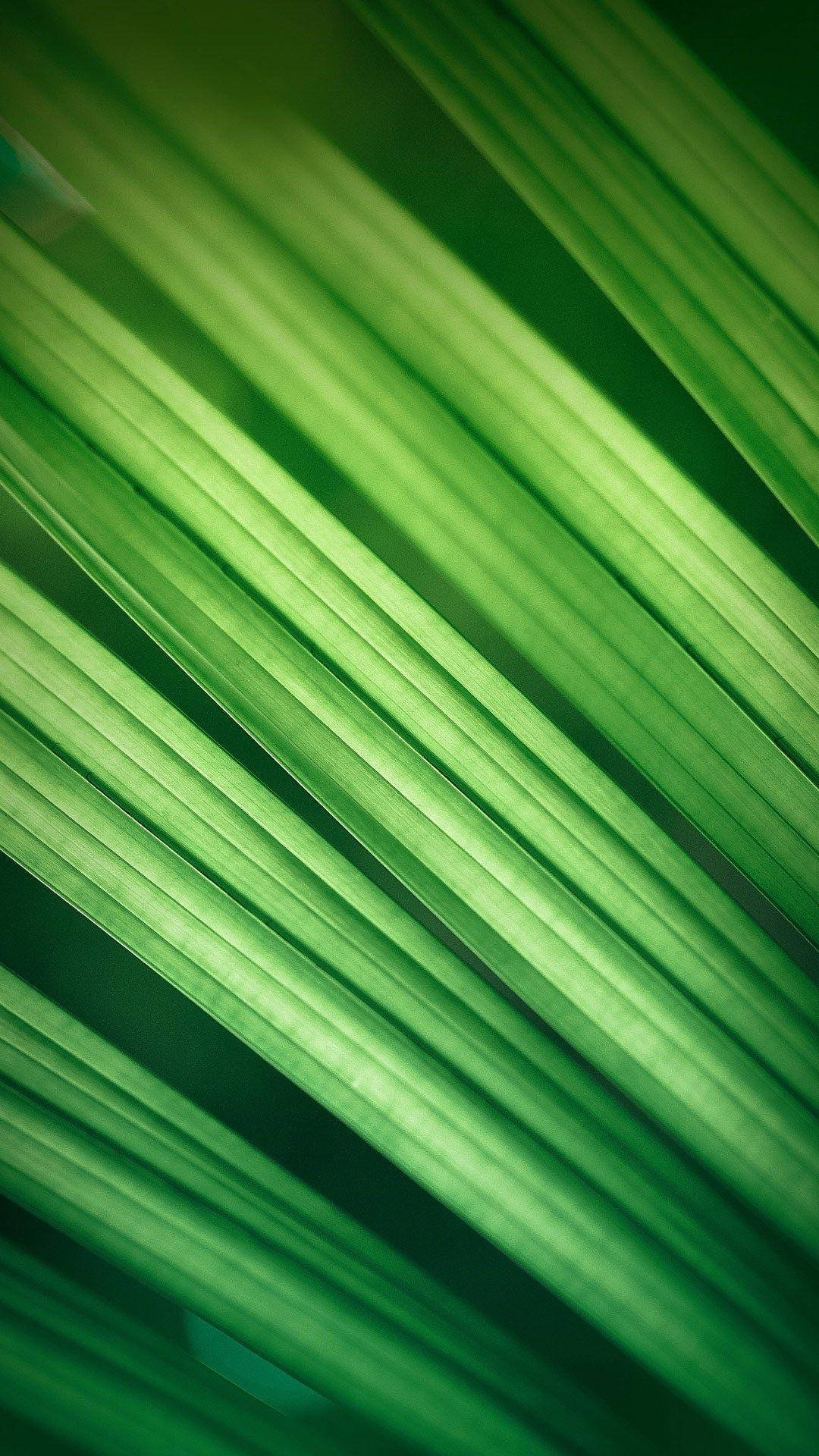 Miui Green Plant Wallpaper