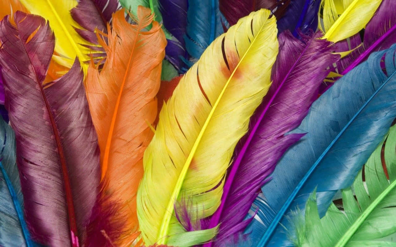 Colorful Feathers In A Pile