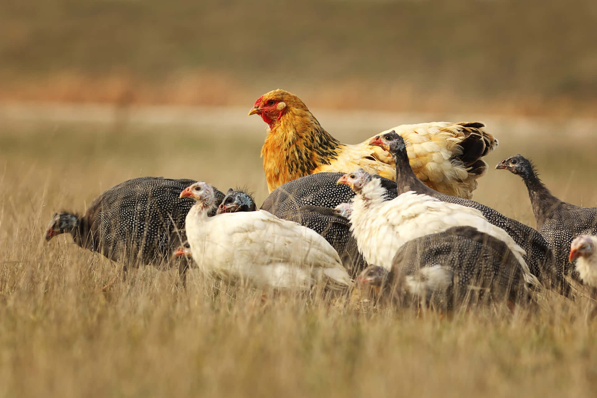 Mixed Flockof Domestic Fowlin Field Wallpaper