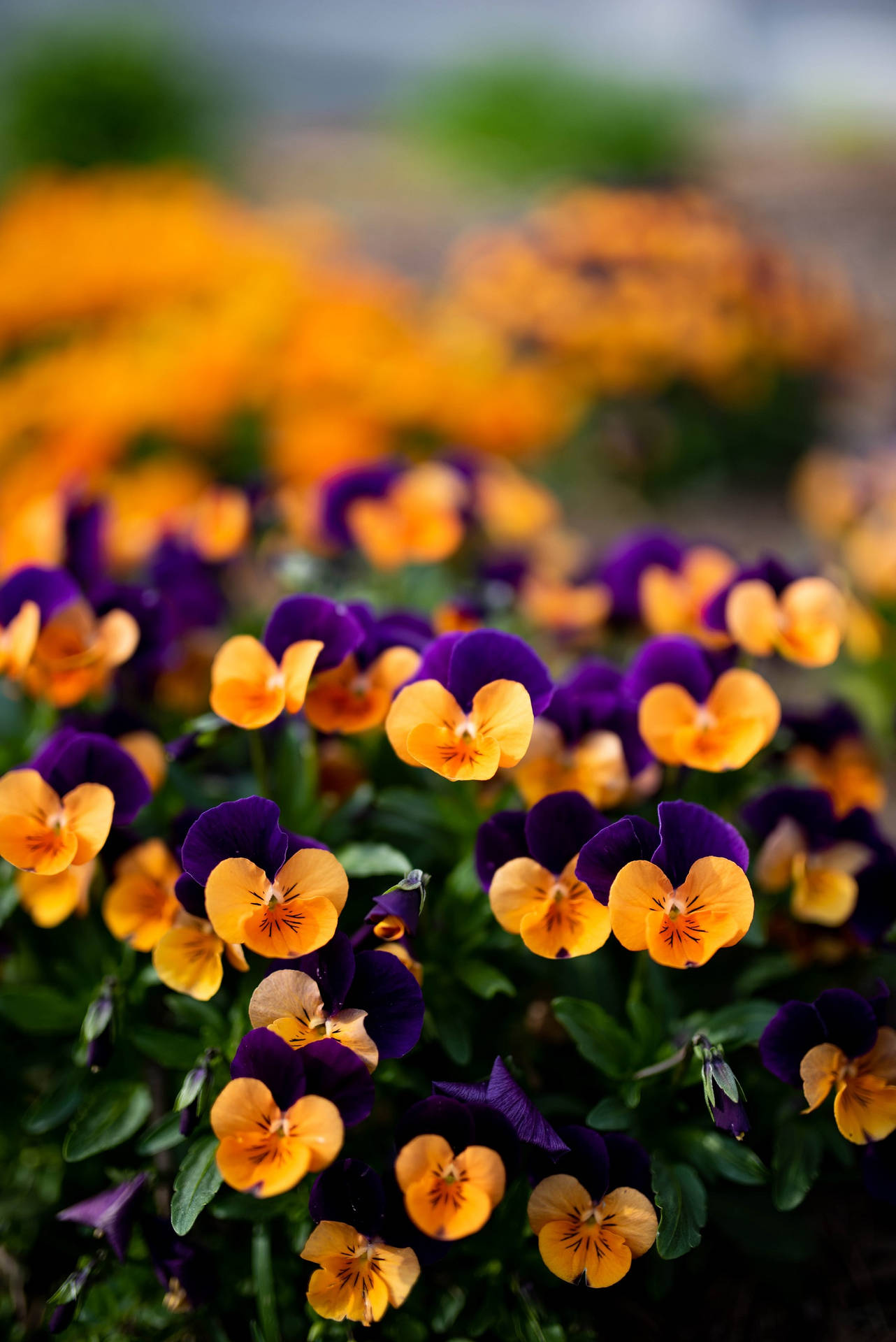 Mixed Purple-Yellow Pansy Garden Wallpaper