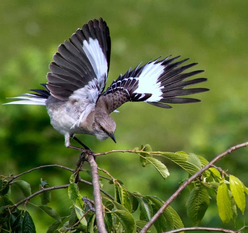 Colorful Mockingbird in Flight