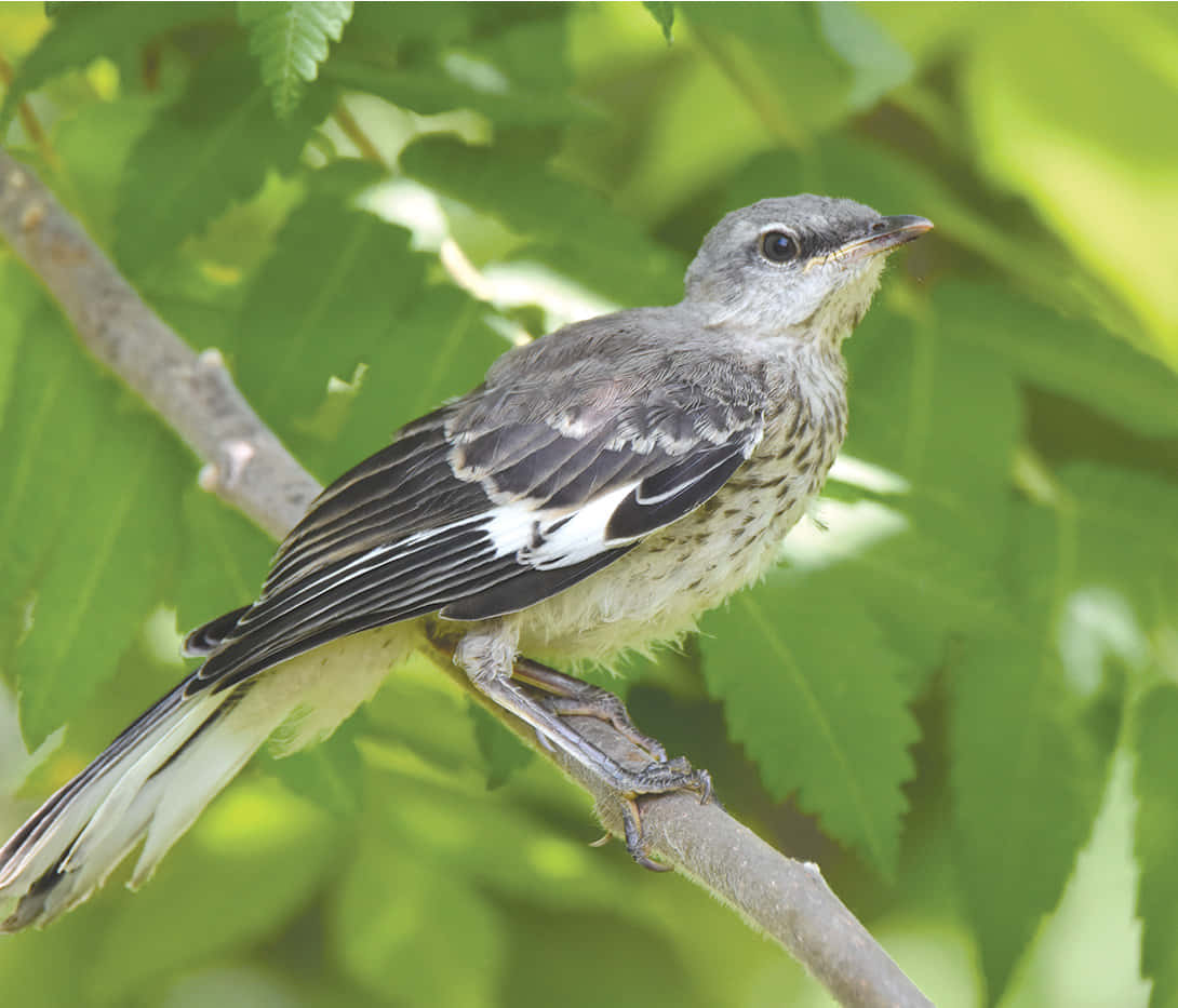 A classic American symbol of resilience and hope - the Mockingbird.