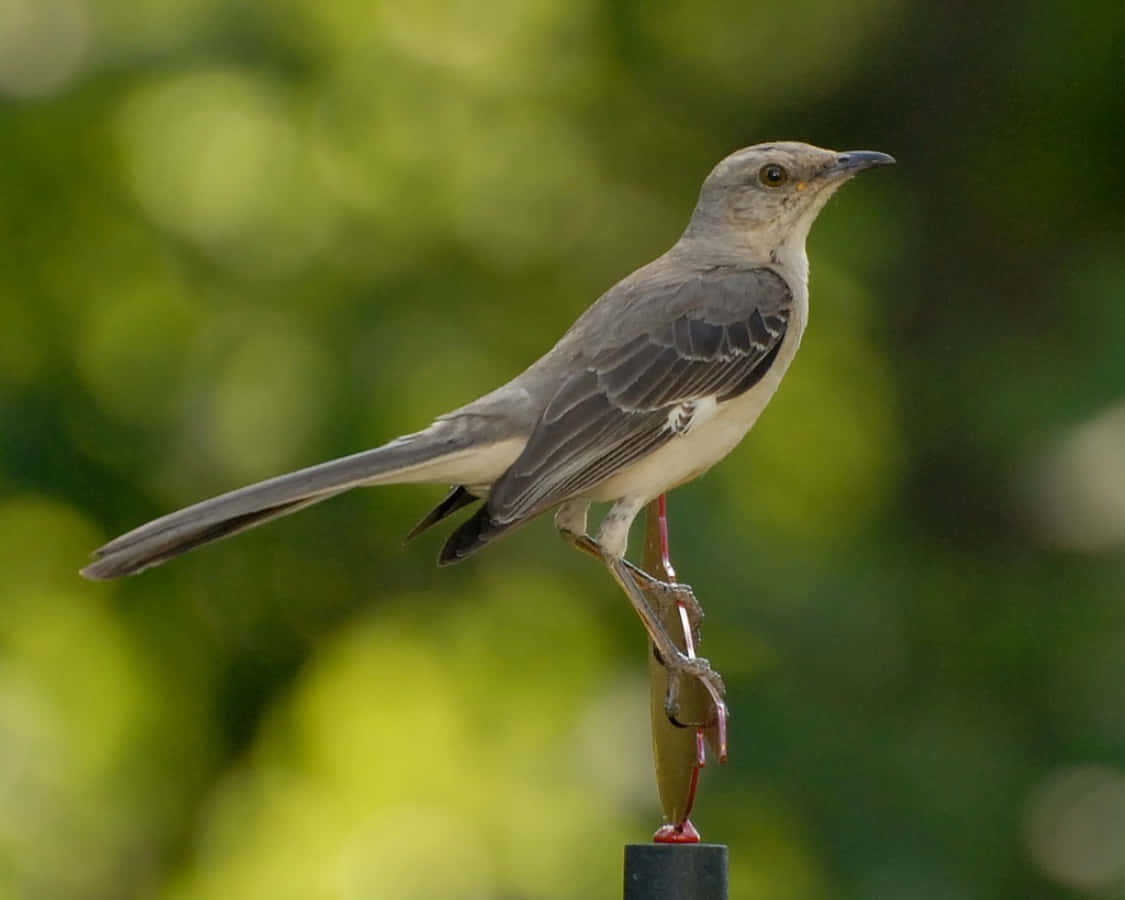 A Beautiful Mockingbird Sitting On A Branch