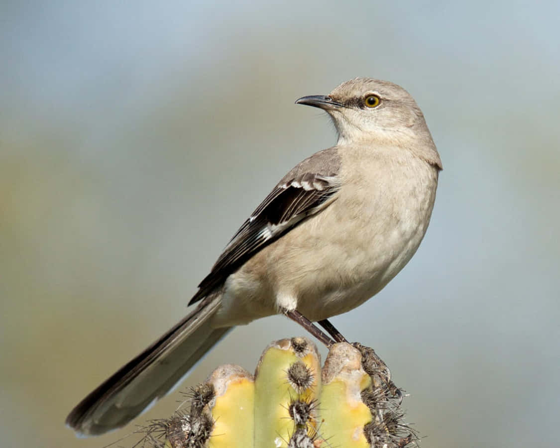 A beautiful Mockingbird perched atop a tree branch