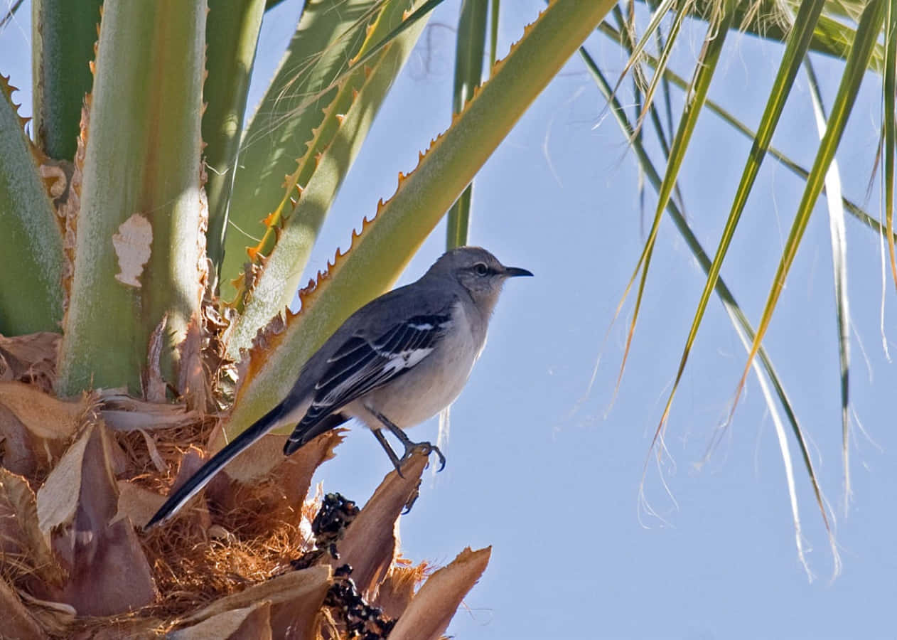 A Mockingbird perches on a branch