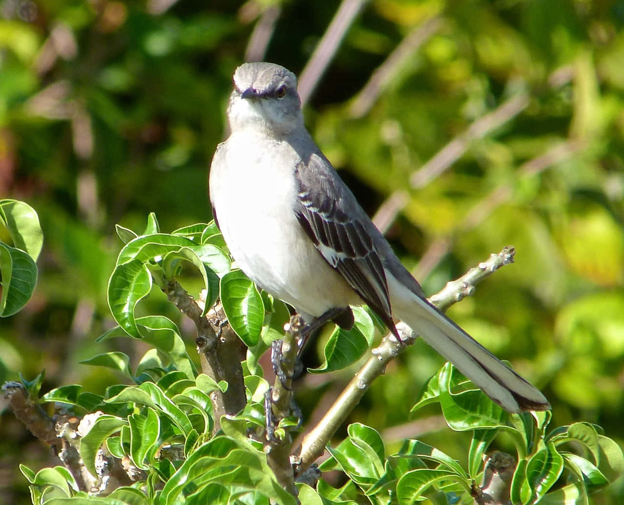 Mockingbird Standing on Branches
