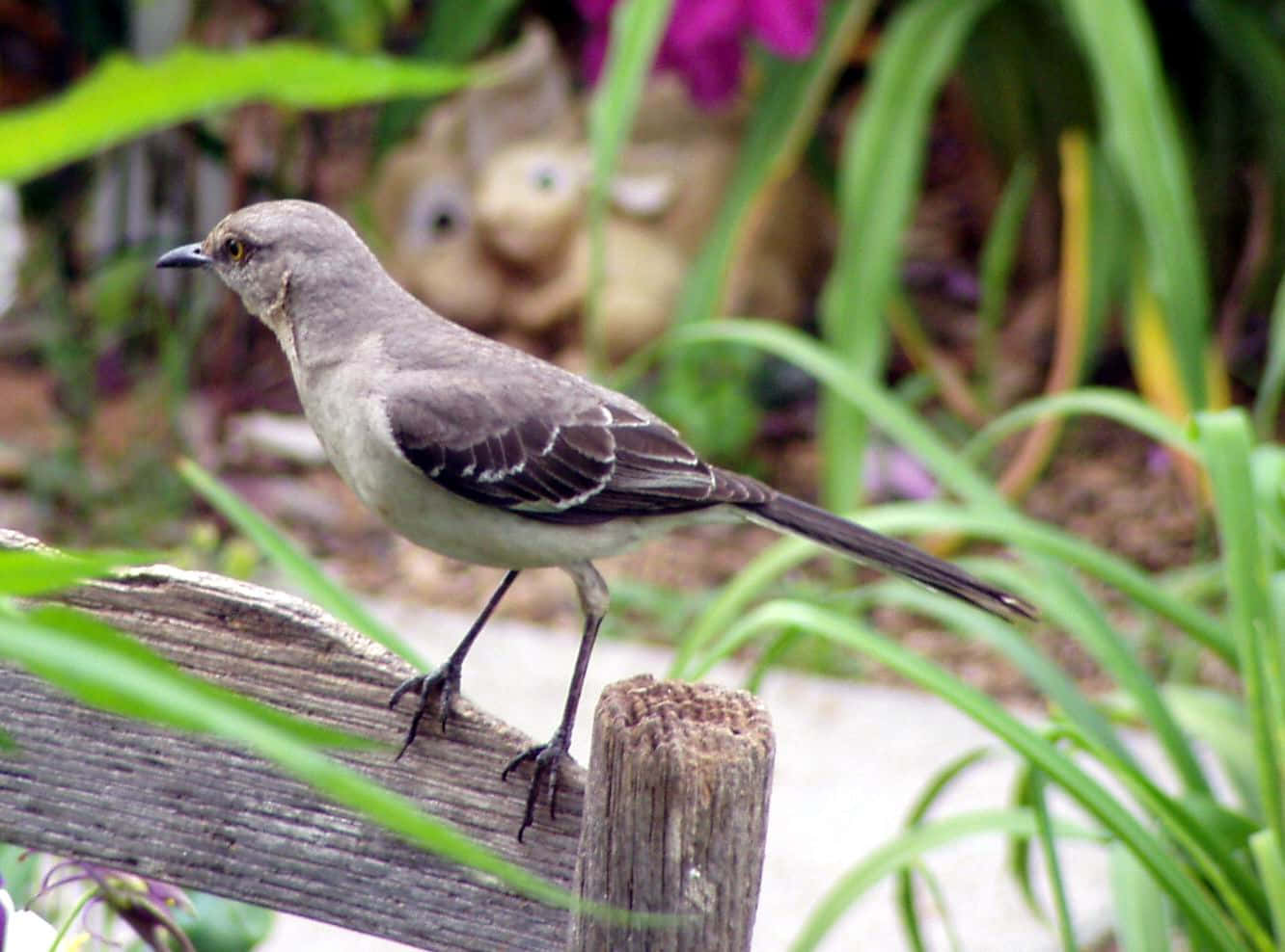 Mockingbird Standing On An Open Branch -
