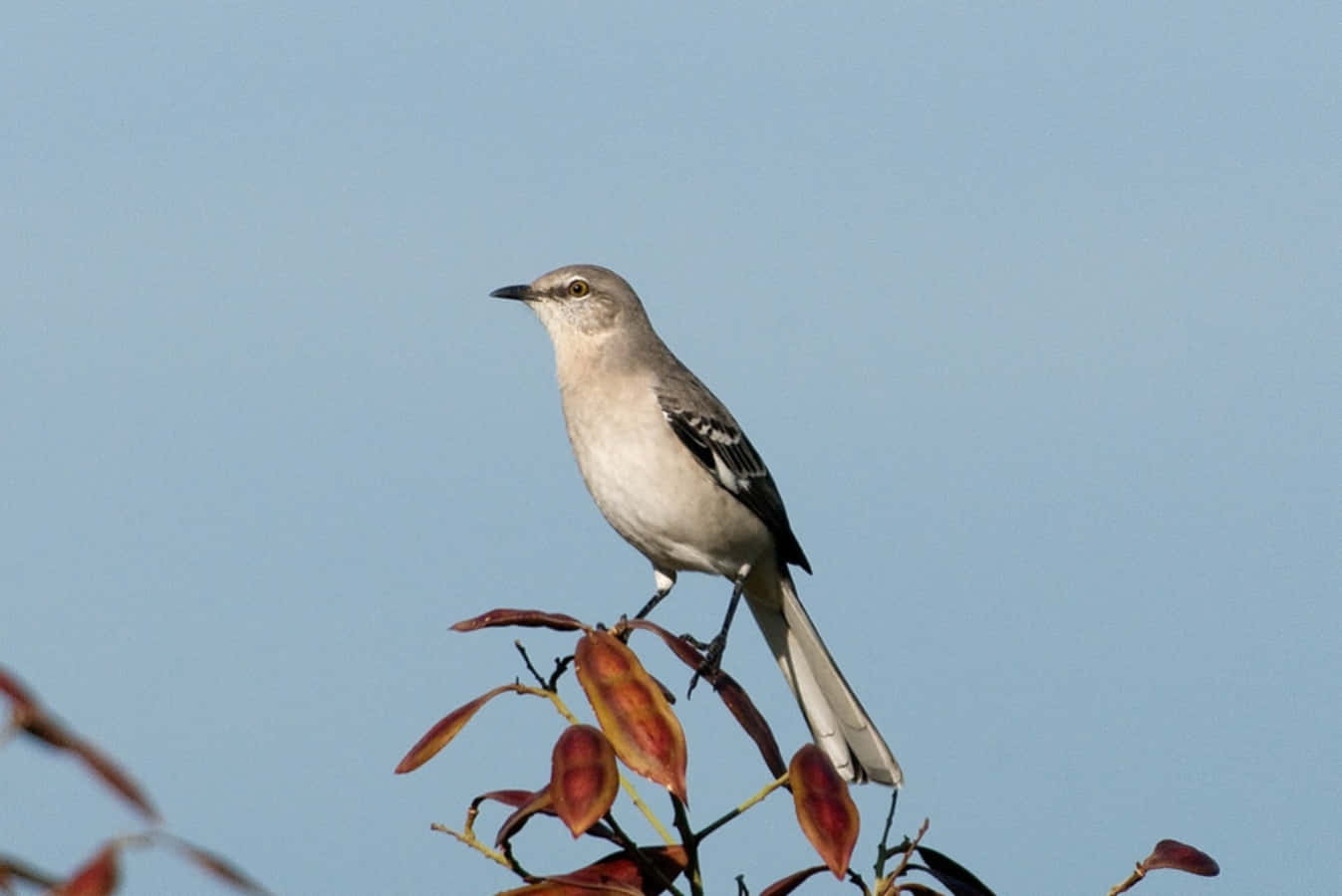 An American Mockingbird perched on a branch