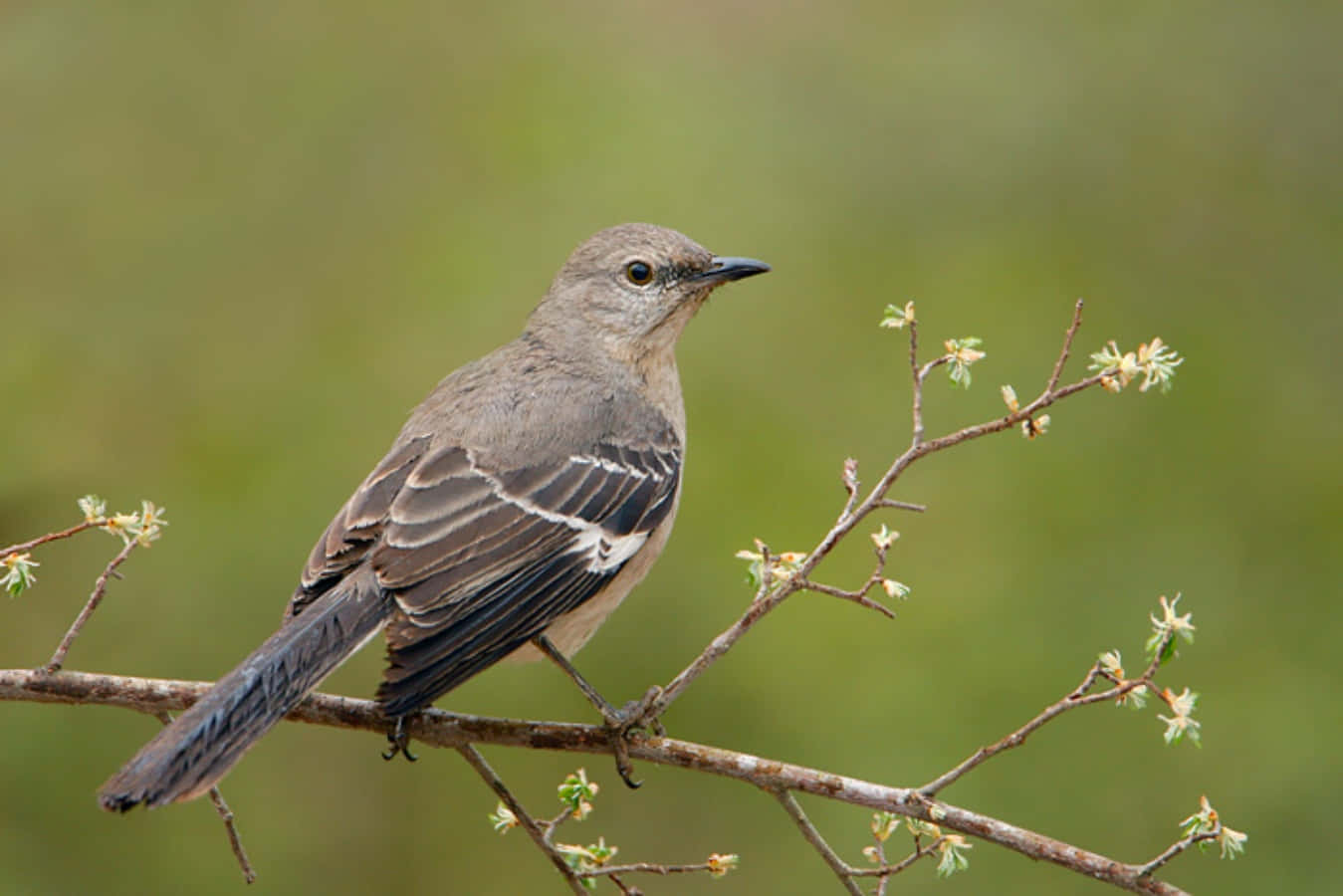 Unmockingbird Posado En Un Viejo Árbol