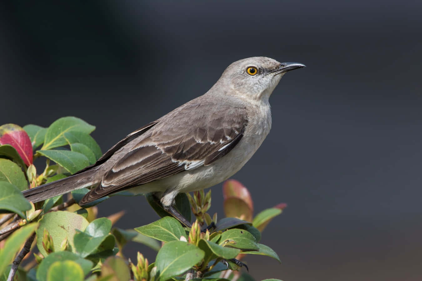 A Mockingbird Singing on a Branches