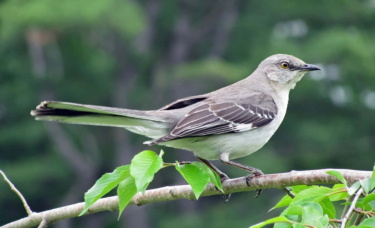 Listen to the beautiful melodious song of the mockingbird
