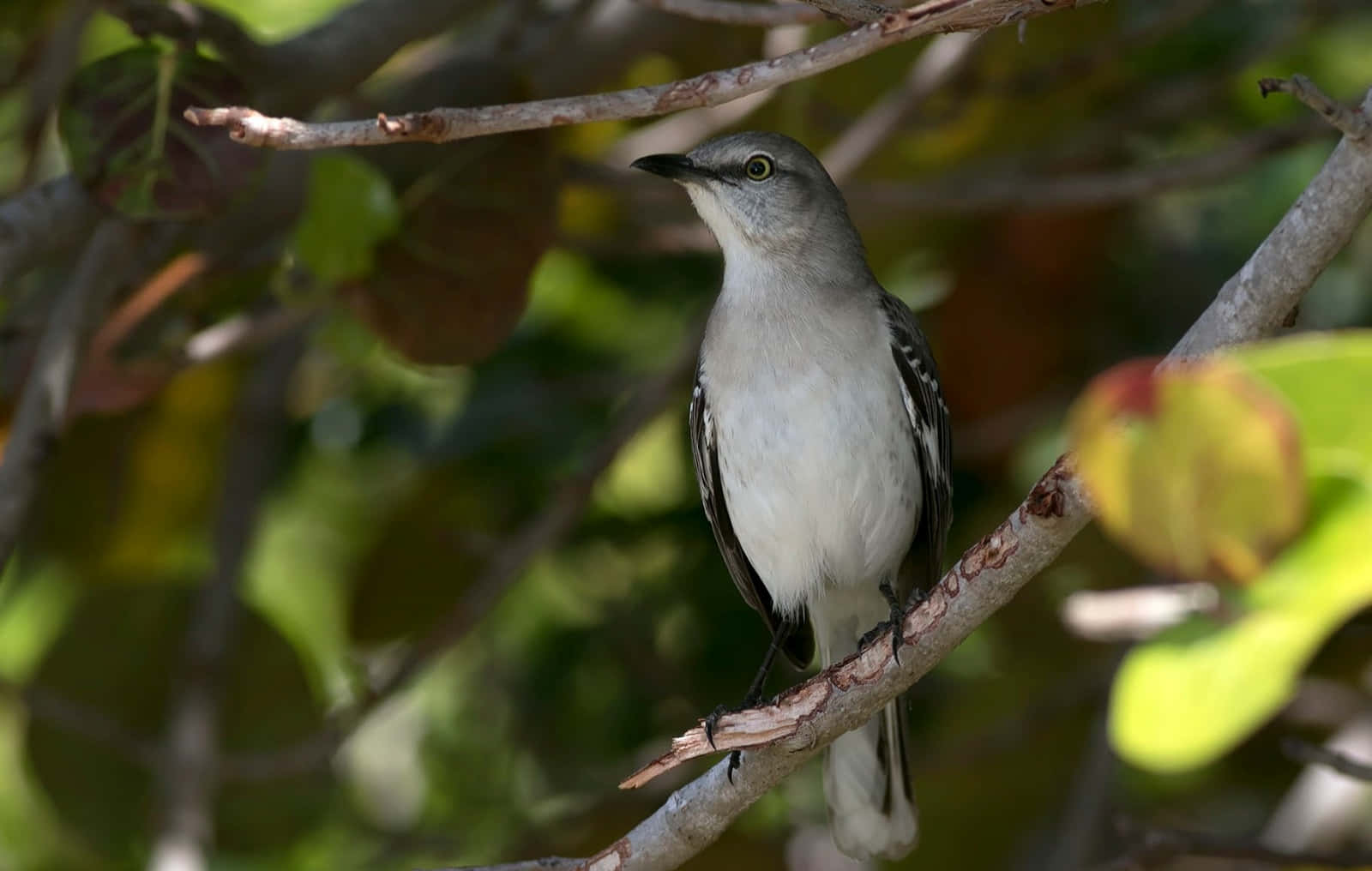 Listen to the melodious chirp of a Mockingbird