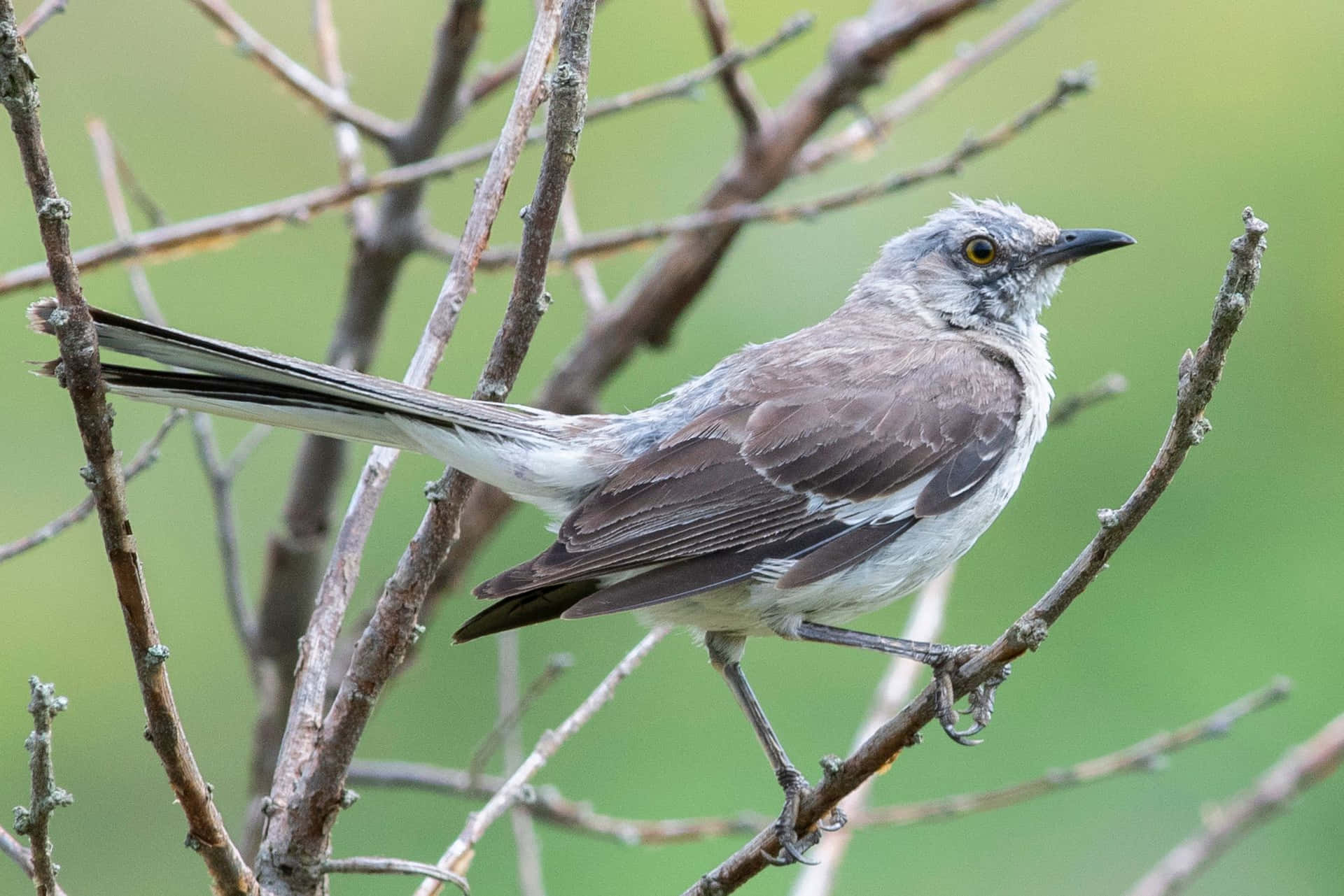 A Mockingbird perched in a flowering tree