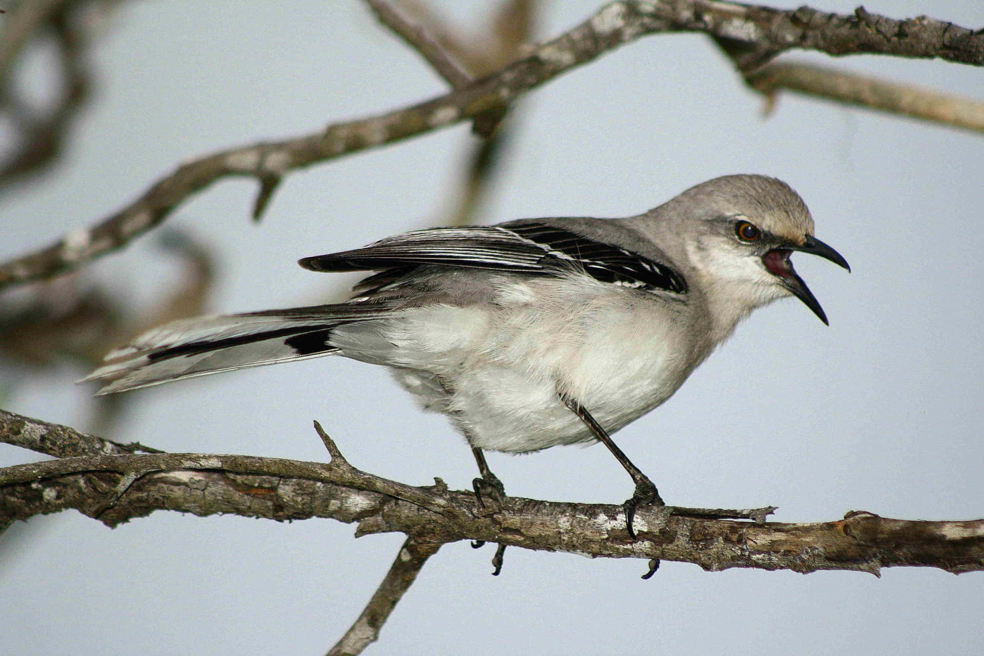 A Mockingbird perched atop a flowering bush in all its glory.