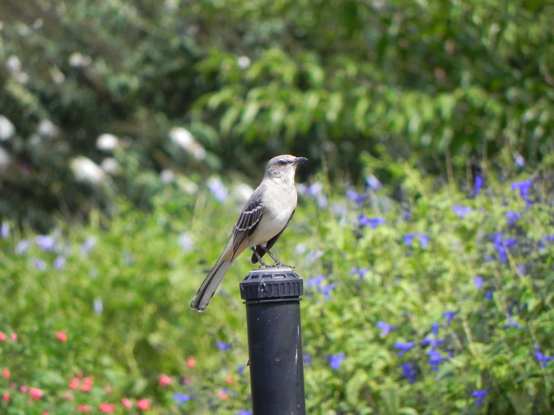 A Bird Perched On A Post