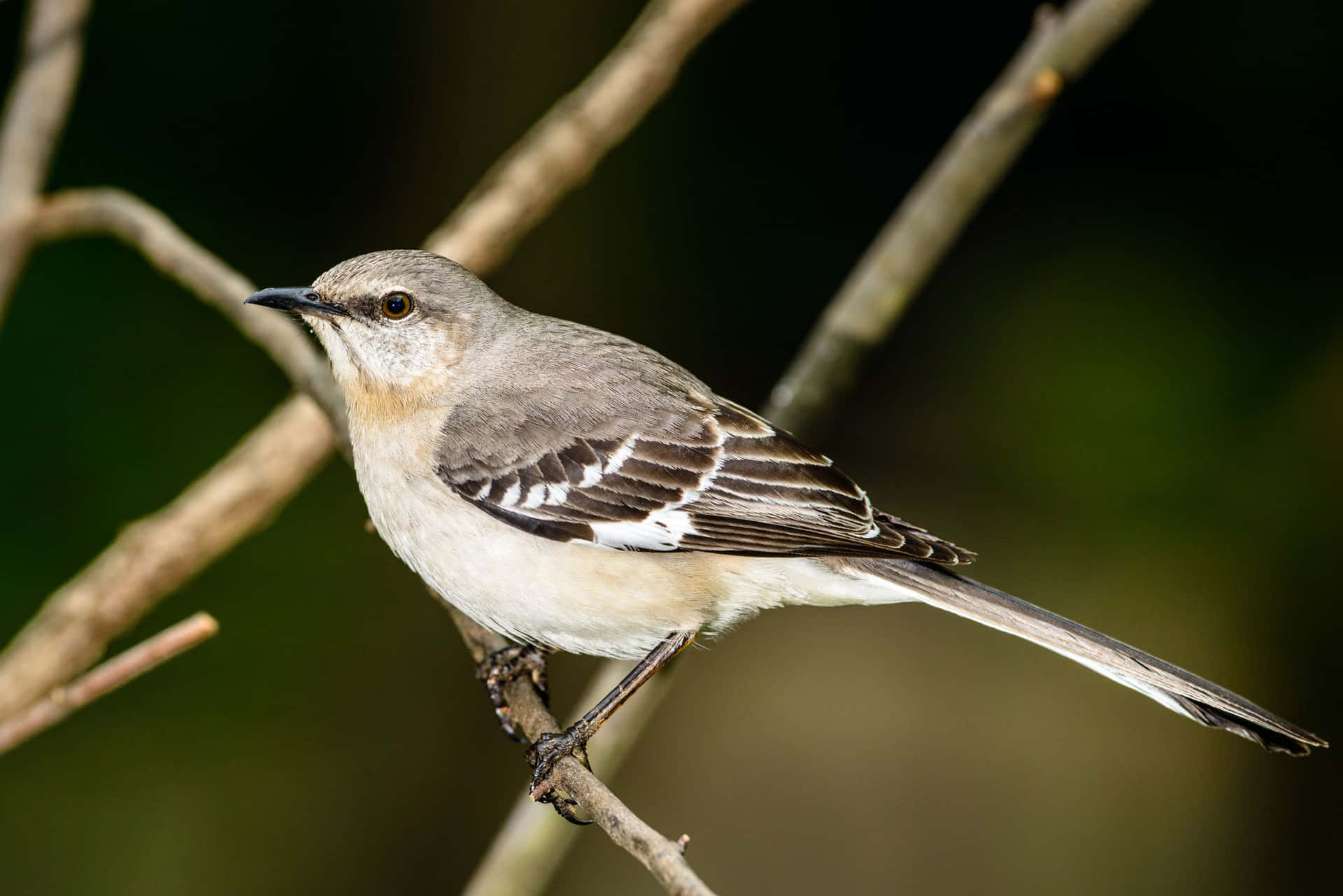 Enjoy the Melodious Songs of The Mockingbird