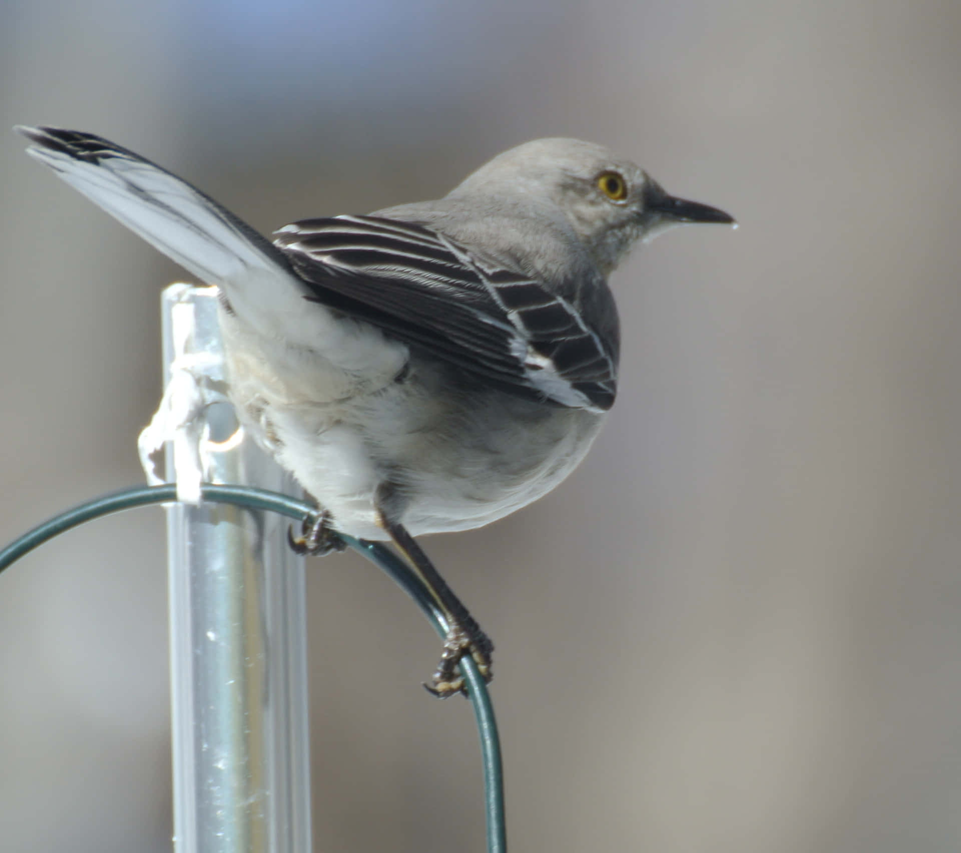 Captivating Image Of A Mockingbird Perched On A Branch