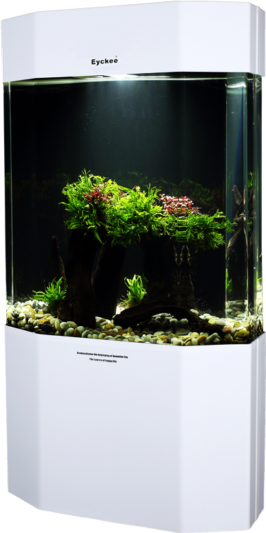 Modern Aquarium Setup PNG