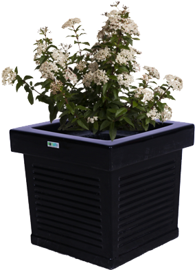 Modern Black Planter With White Flowers PNG