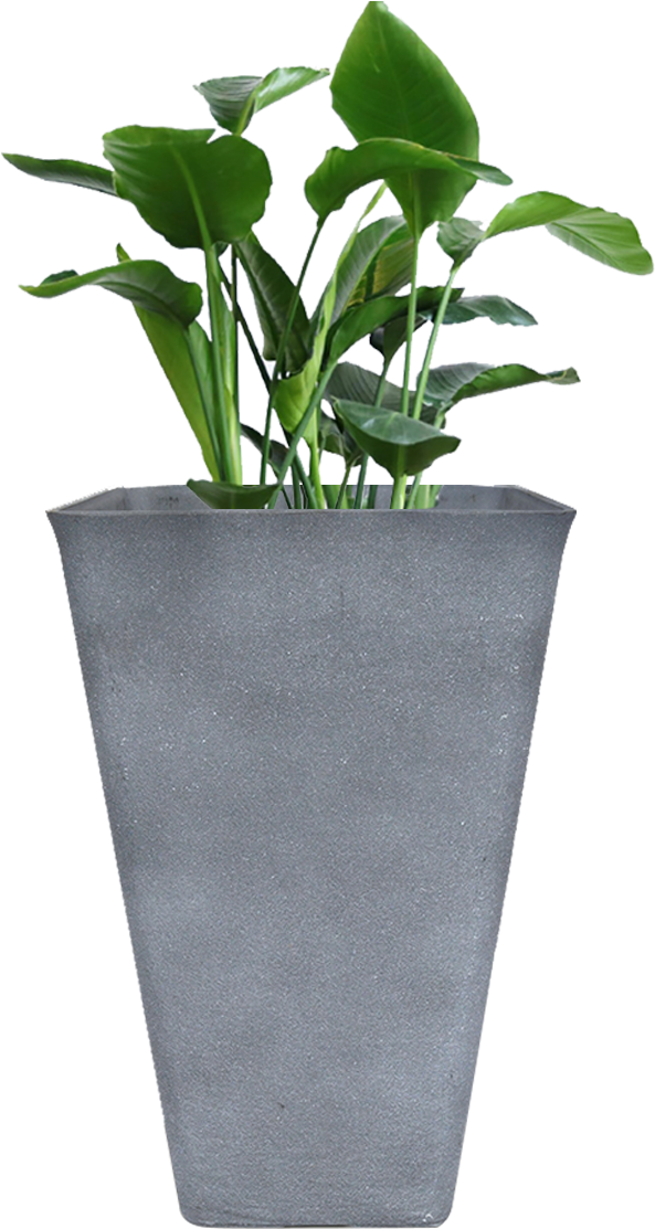 Modern Gray Planterwith Green Plant PNG