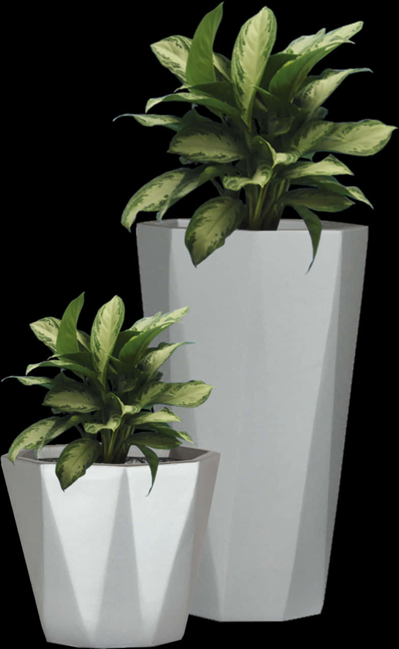 Modern White Flower Potswith Plants PNG