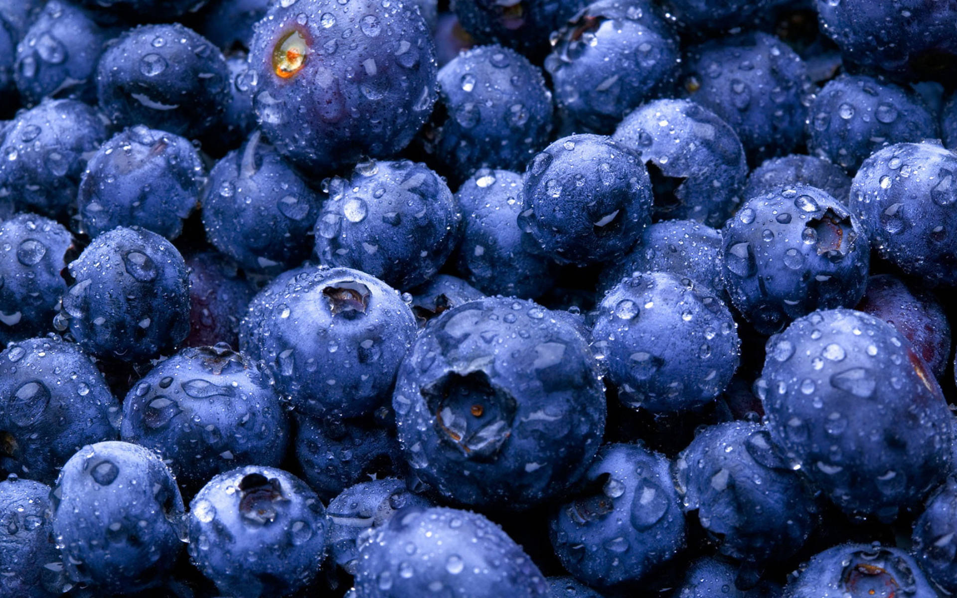 Moist Blue Berries Wallpaper