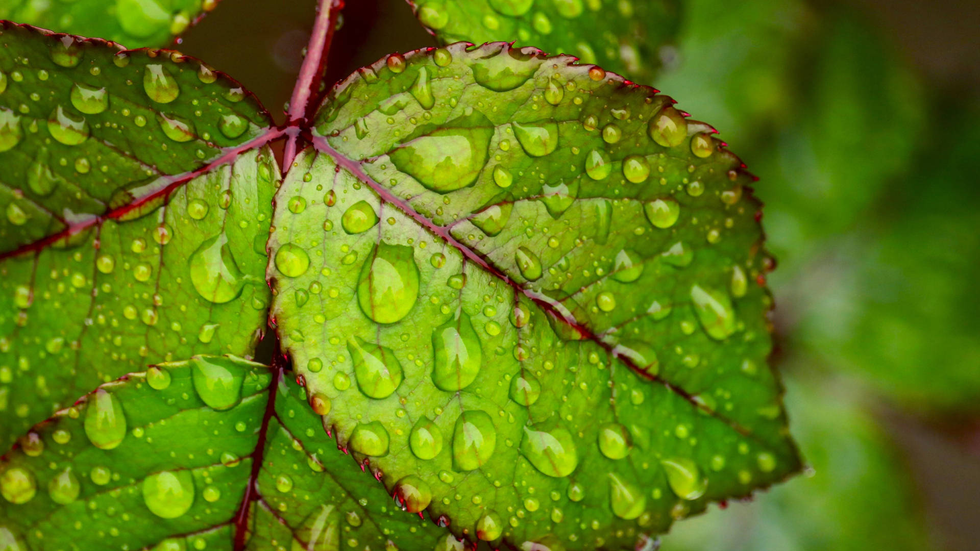 Moist Leaves Google Meet Background Picture