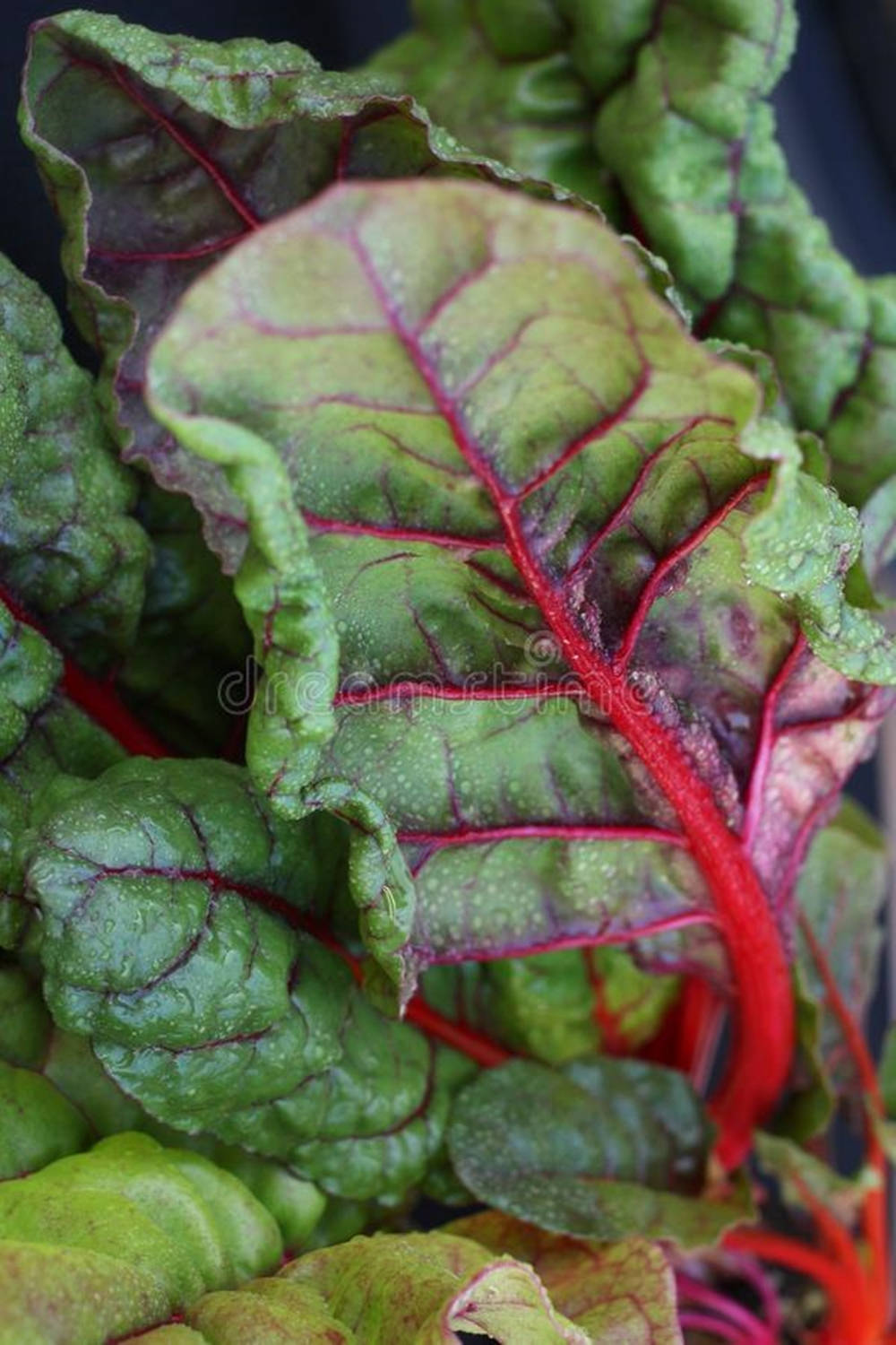 Verdurasde Acelga Suiza De Ruibarbo Rojo Húmedo. Fondo de pantalla