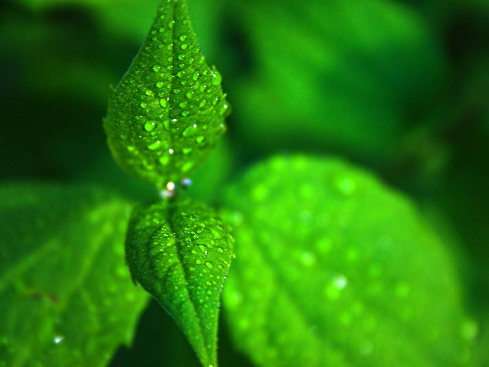 Fresh Dew Drops on Green Mint Leaves Wallpaper