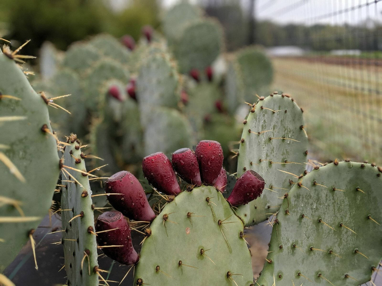Humedeceel Cactus De Nopal Fondo de pantalla