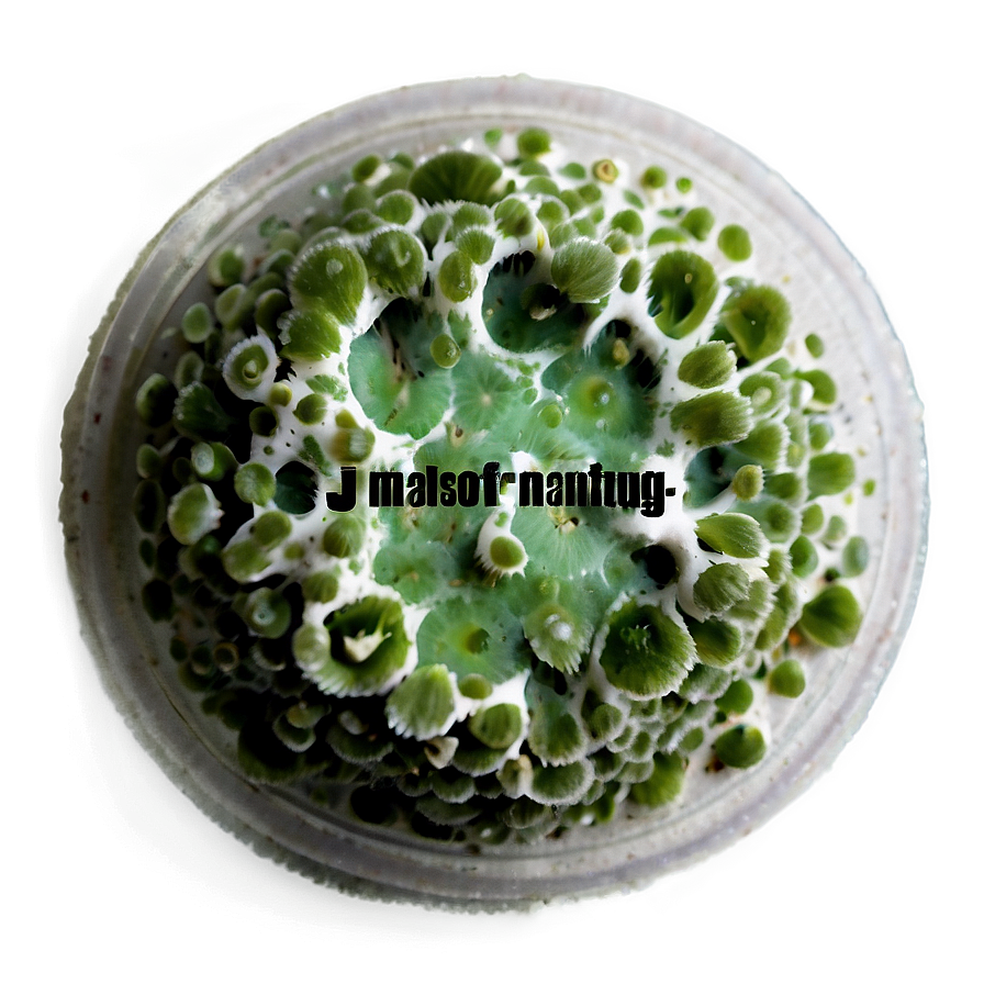 Mold Macro Png 06242024 PNG