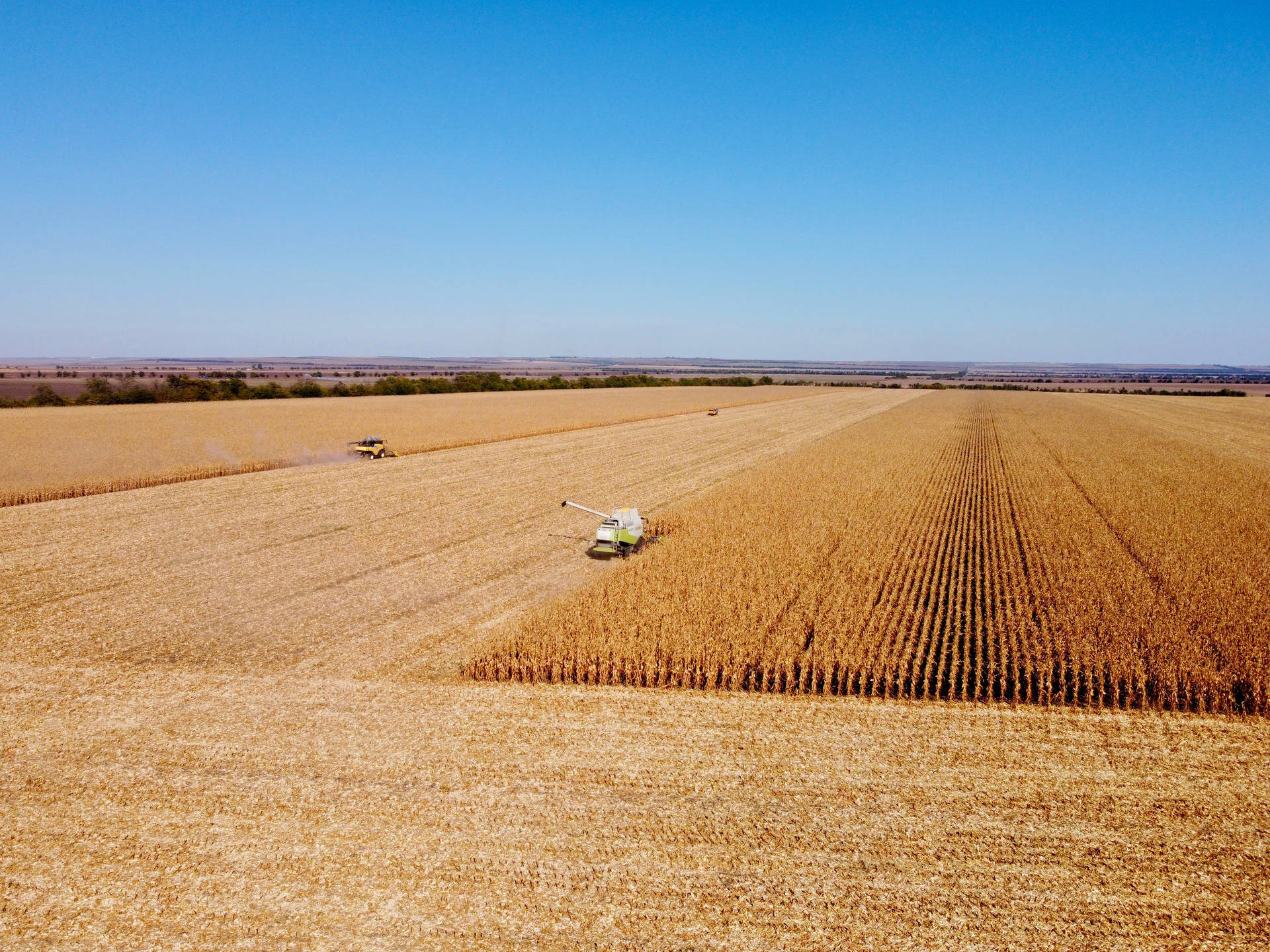 Moldova Agricultural Corn Field