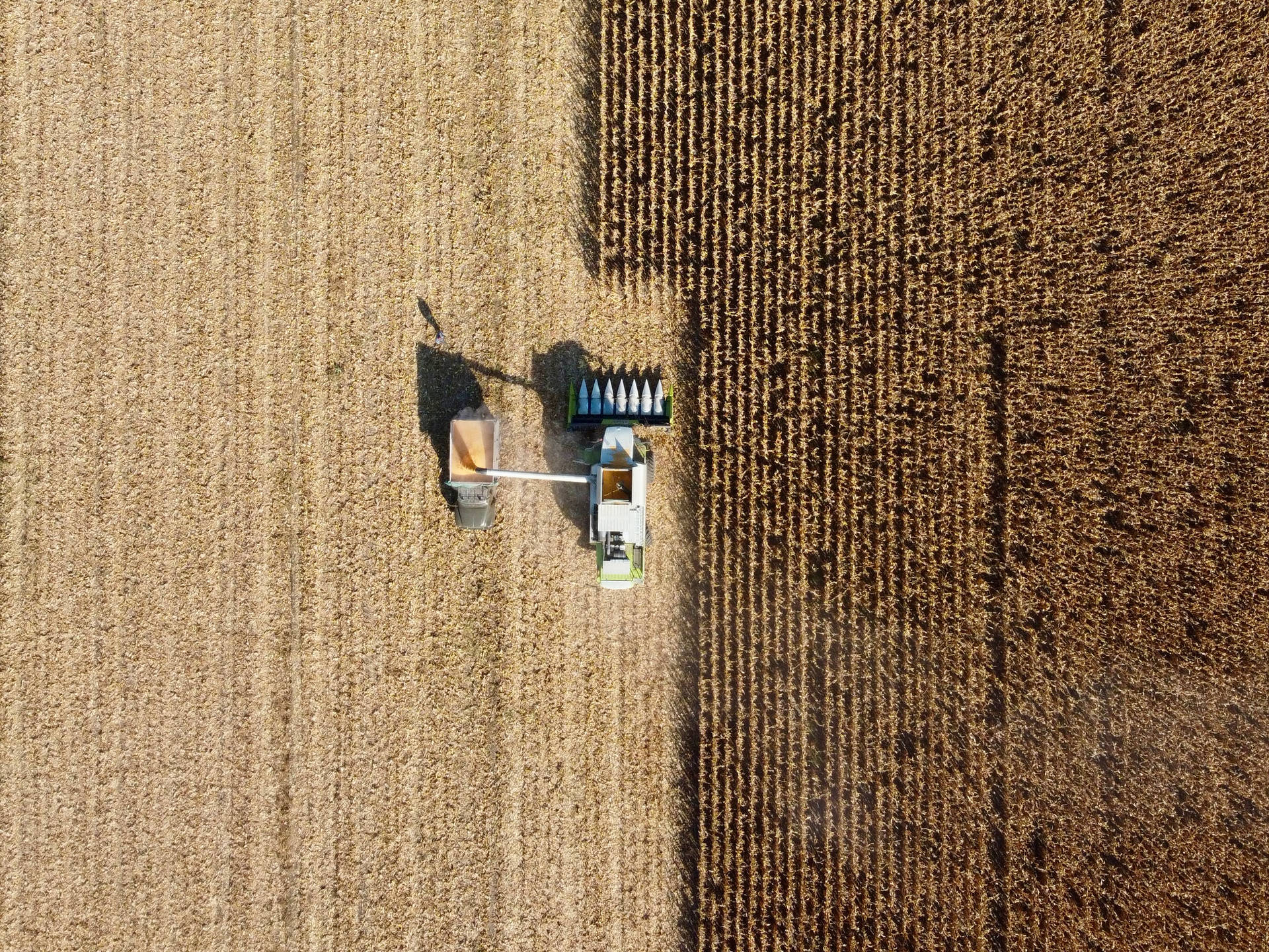 Moldova Corn Fields